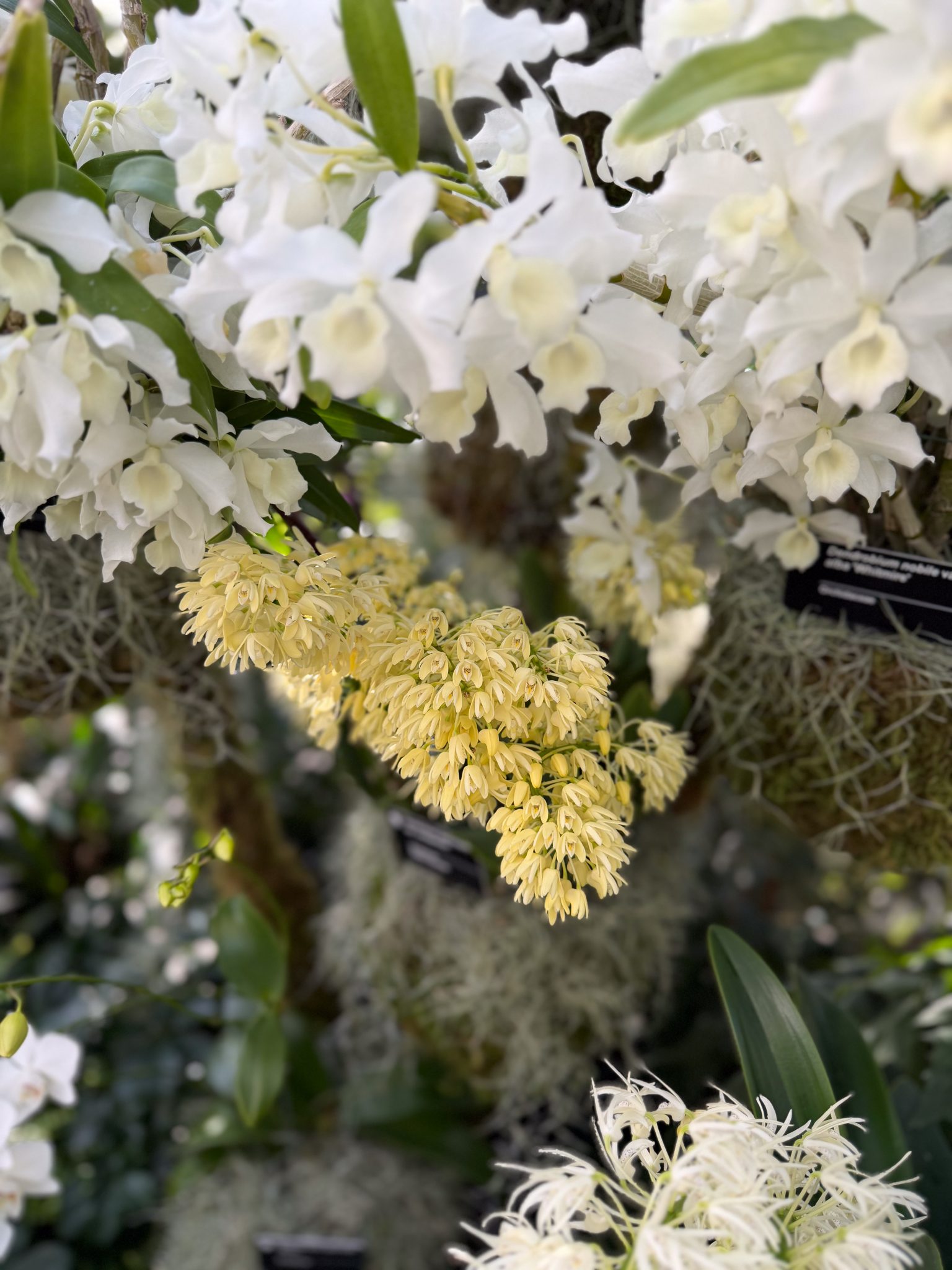 Photo 361 from 2026 Orchid Show