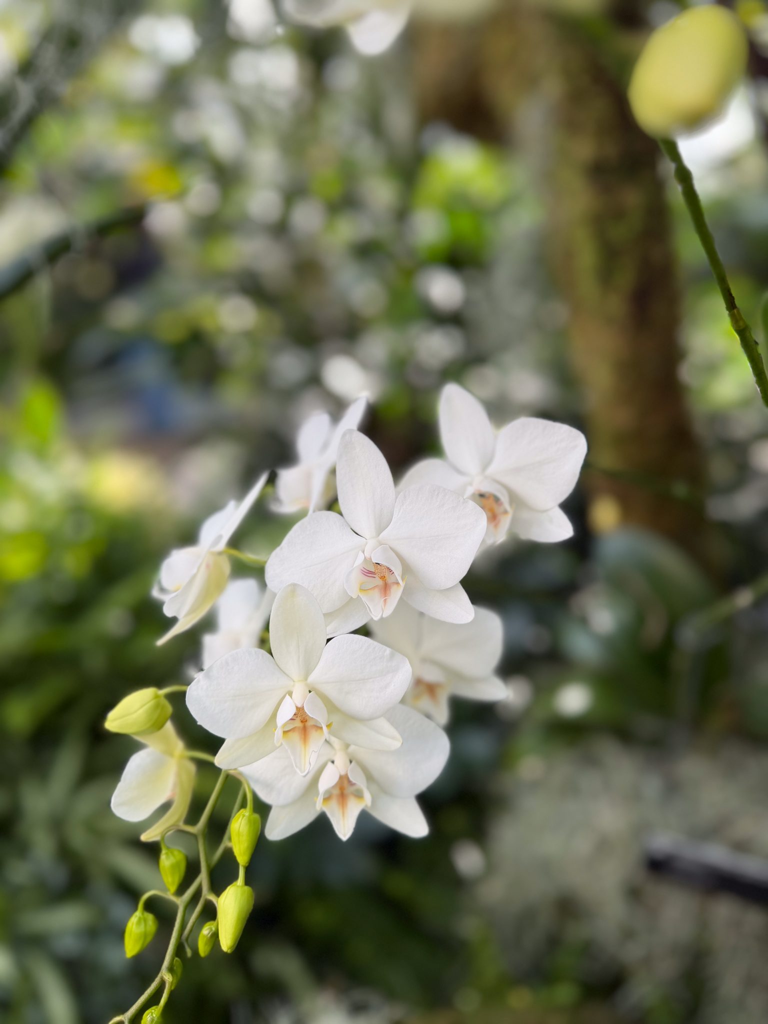 Photo 362 from 2026 Orchid Show