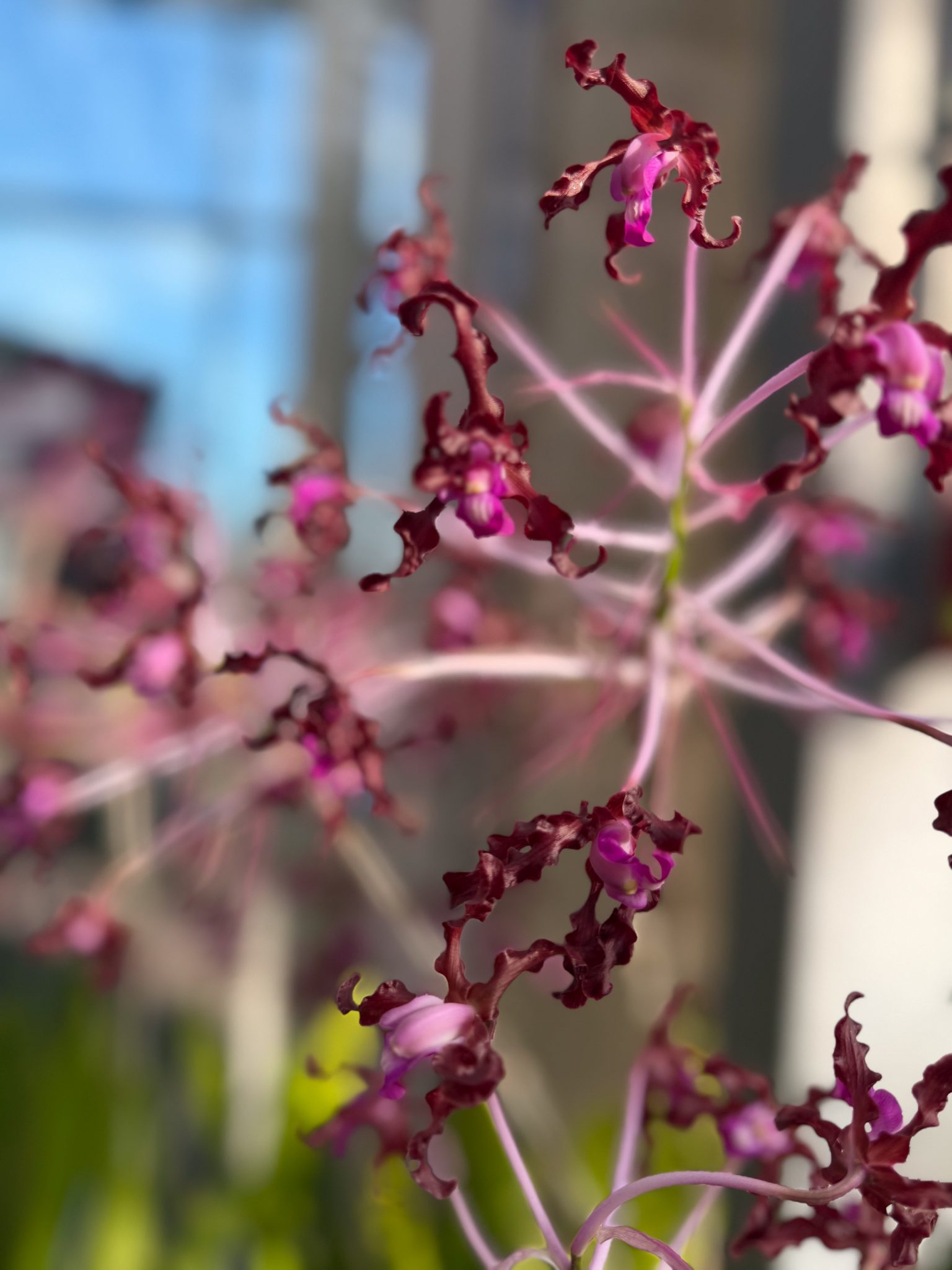 Photo 365 from 2026 Orchid Show