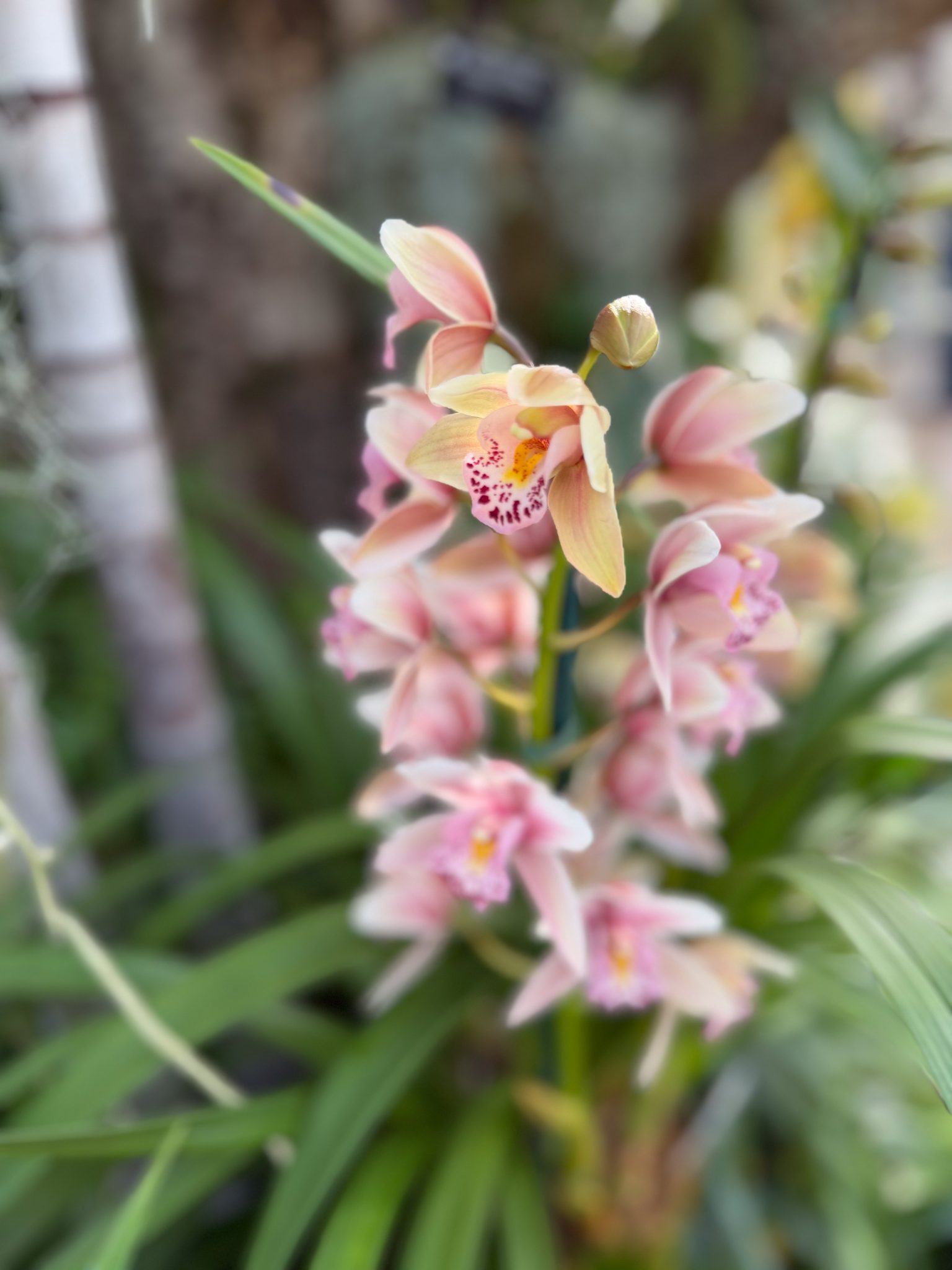 Photo 367 from 2026 Orchid Show