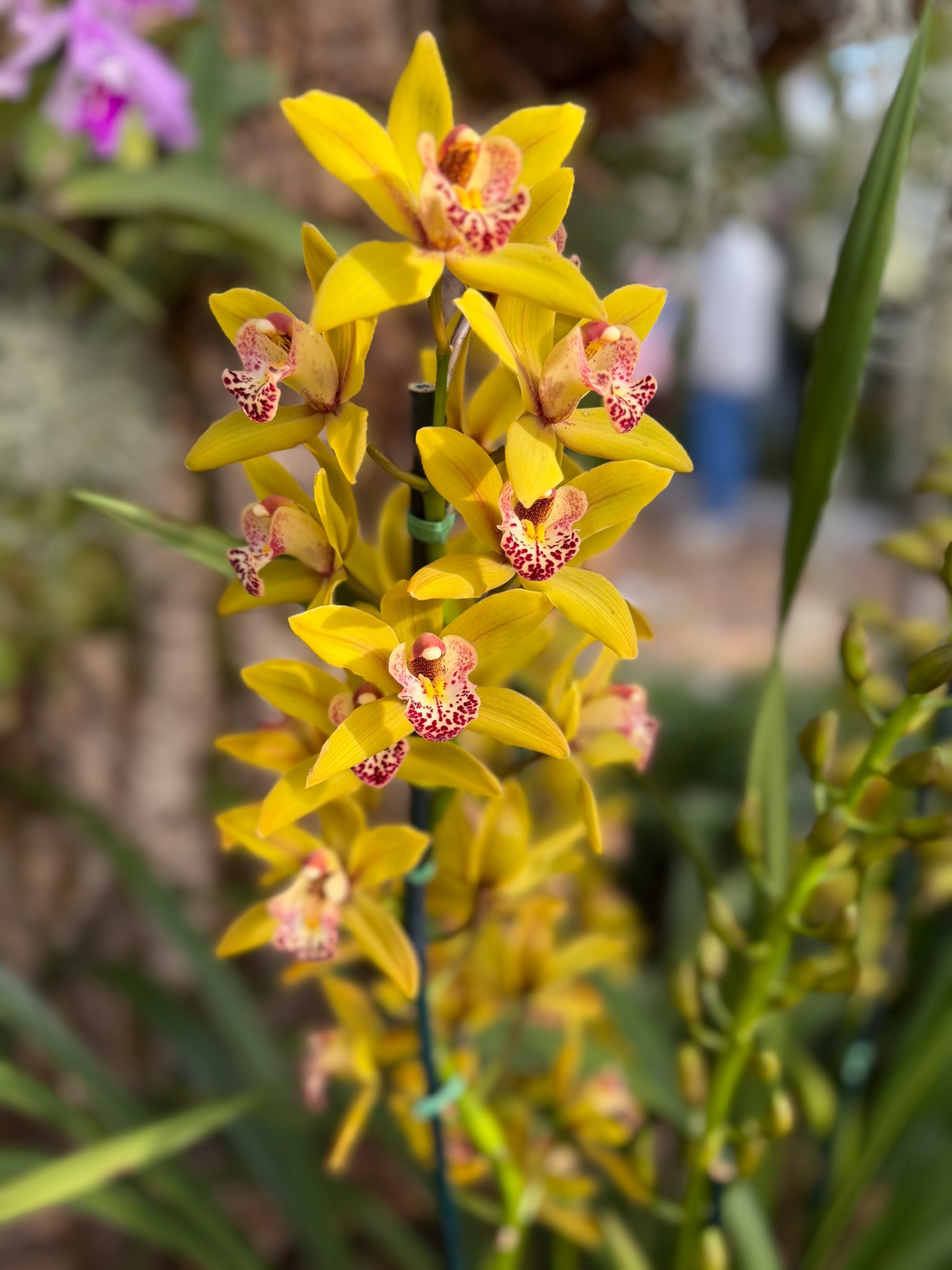 Photo 368 from 2026 Orchid Show