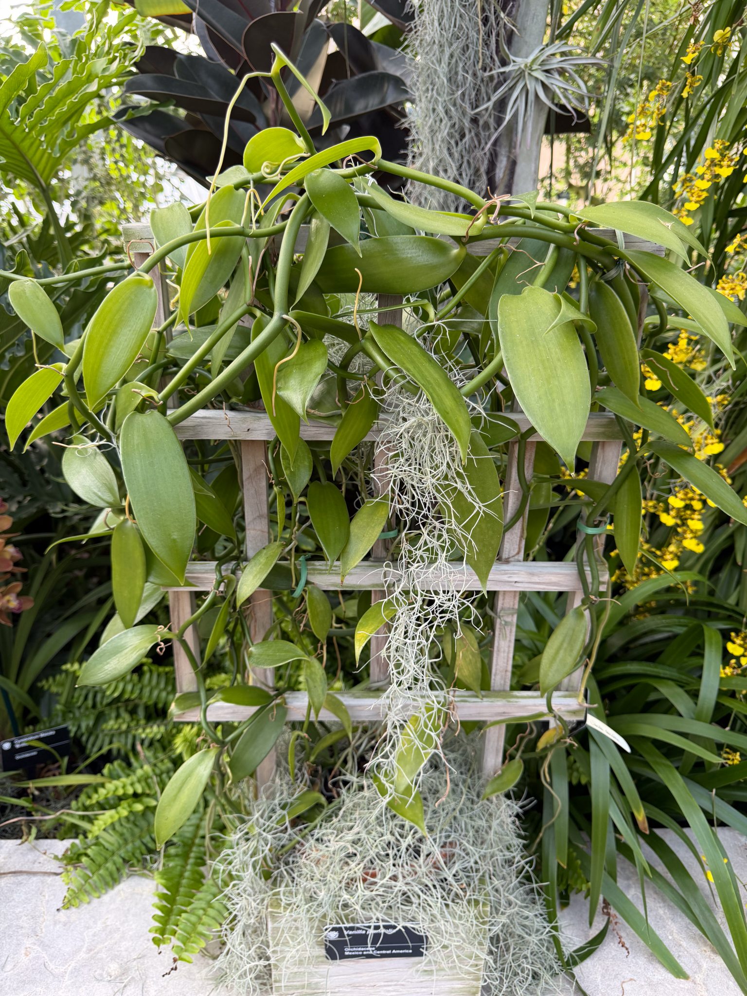 Photo 370 from 2026 Orchid Show