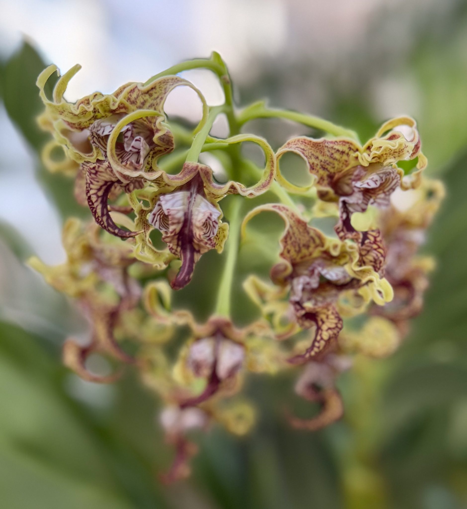 Photo 372 from 2026 Orchid Show