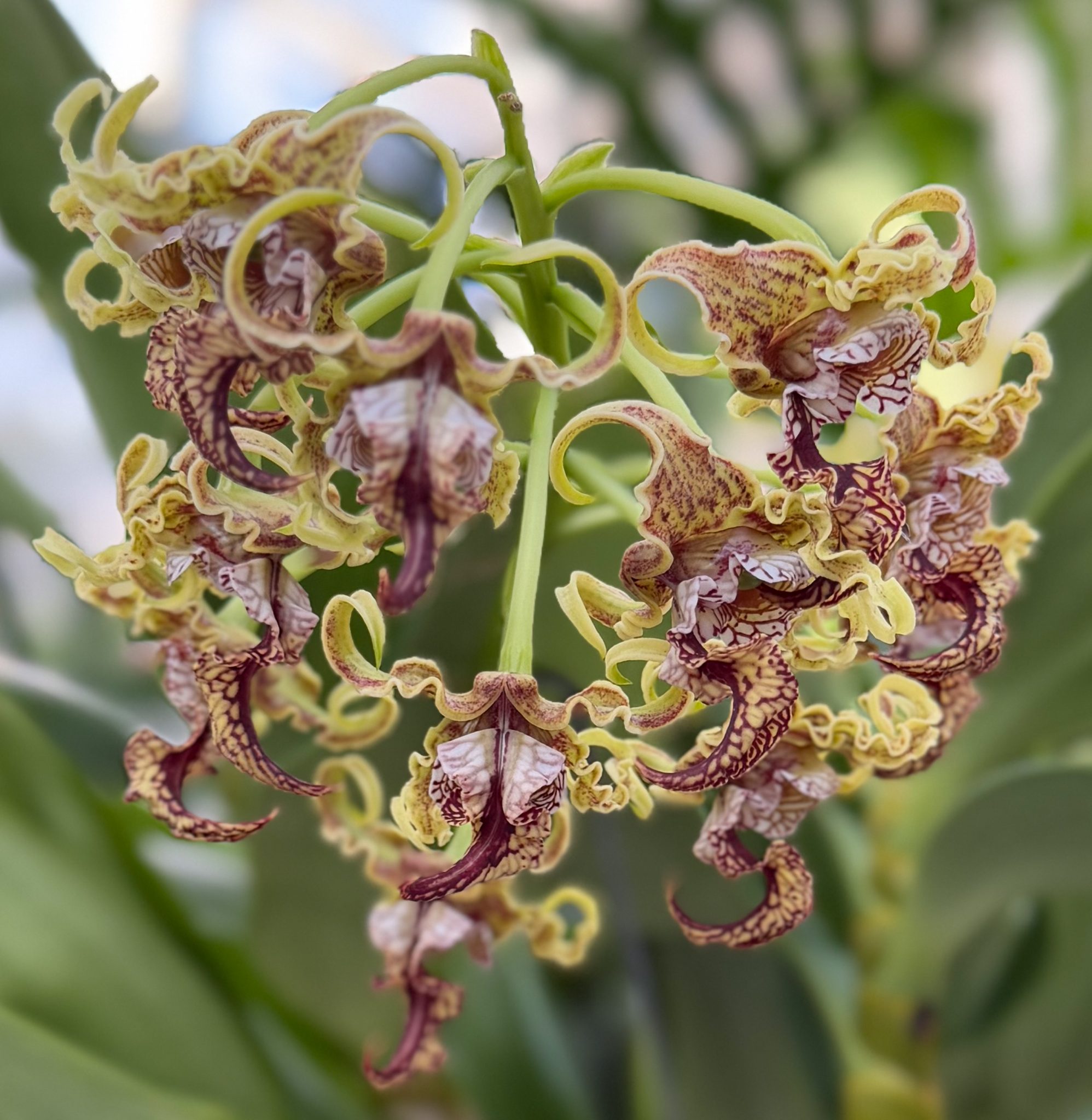 Photo 375 from 2026 Orchid Show