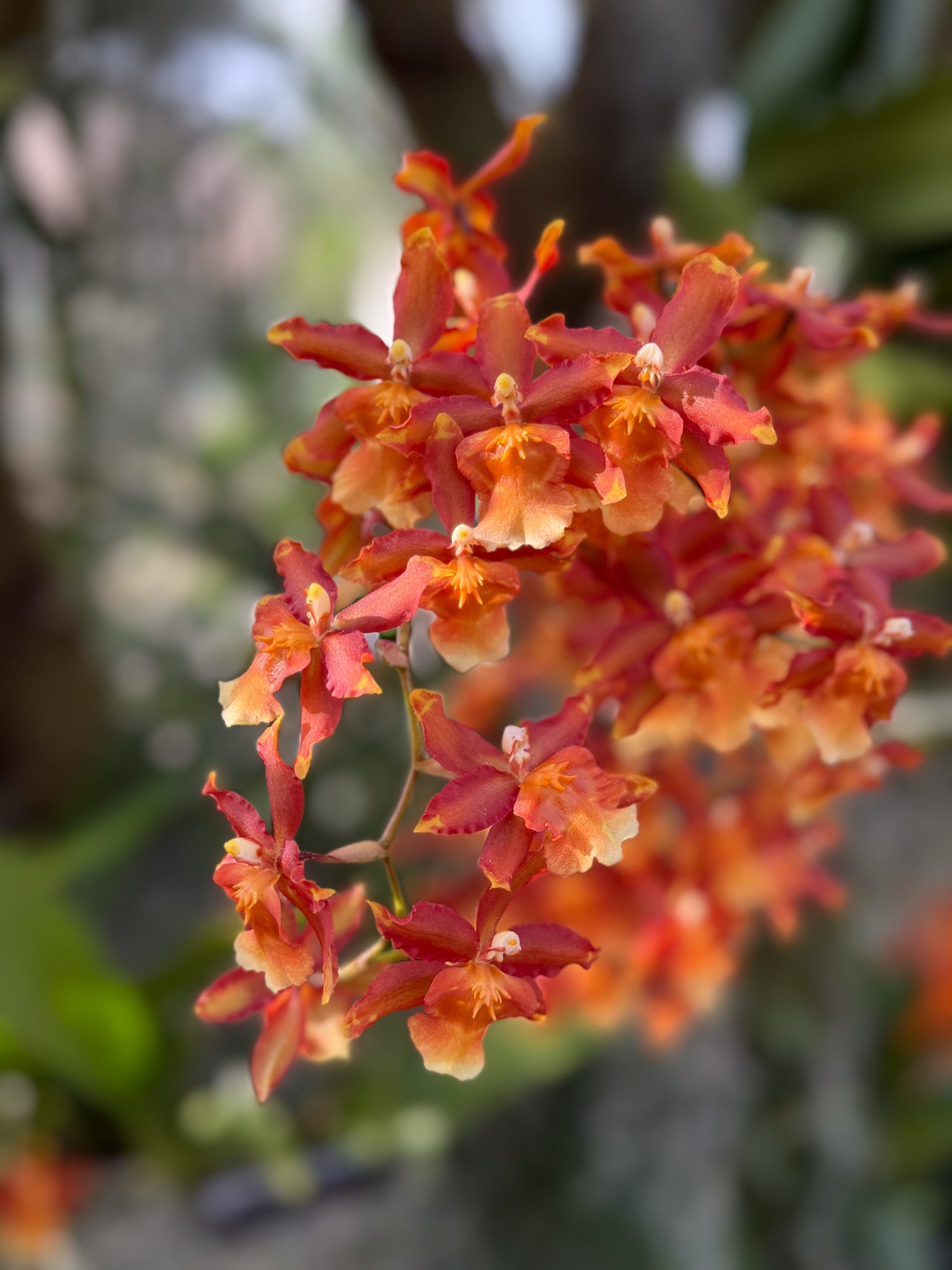 Photo 377 from 2026 Orchid Show