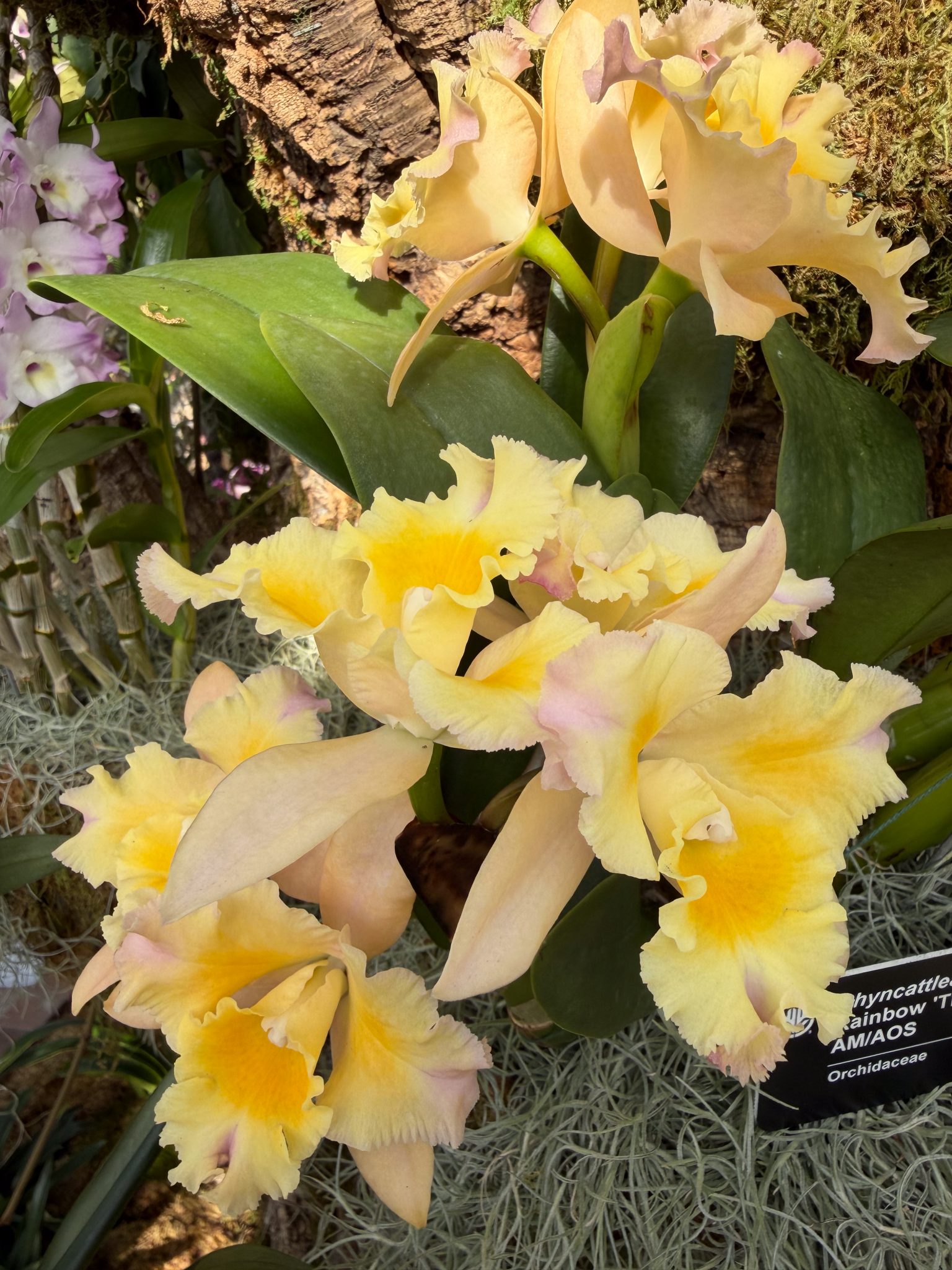 Photo 382 from 2026 Orchid Show