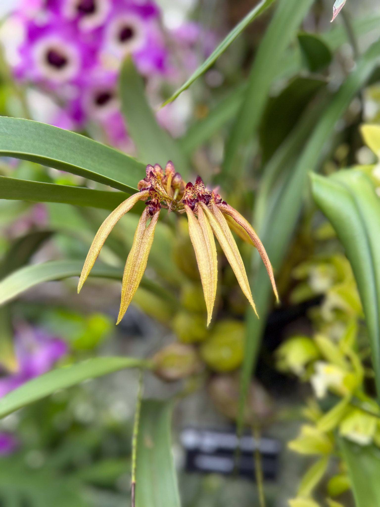 Photo 386 from 2026 Orchid Show