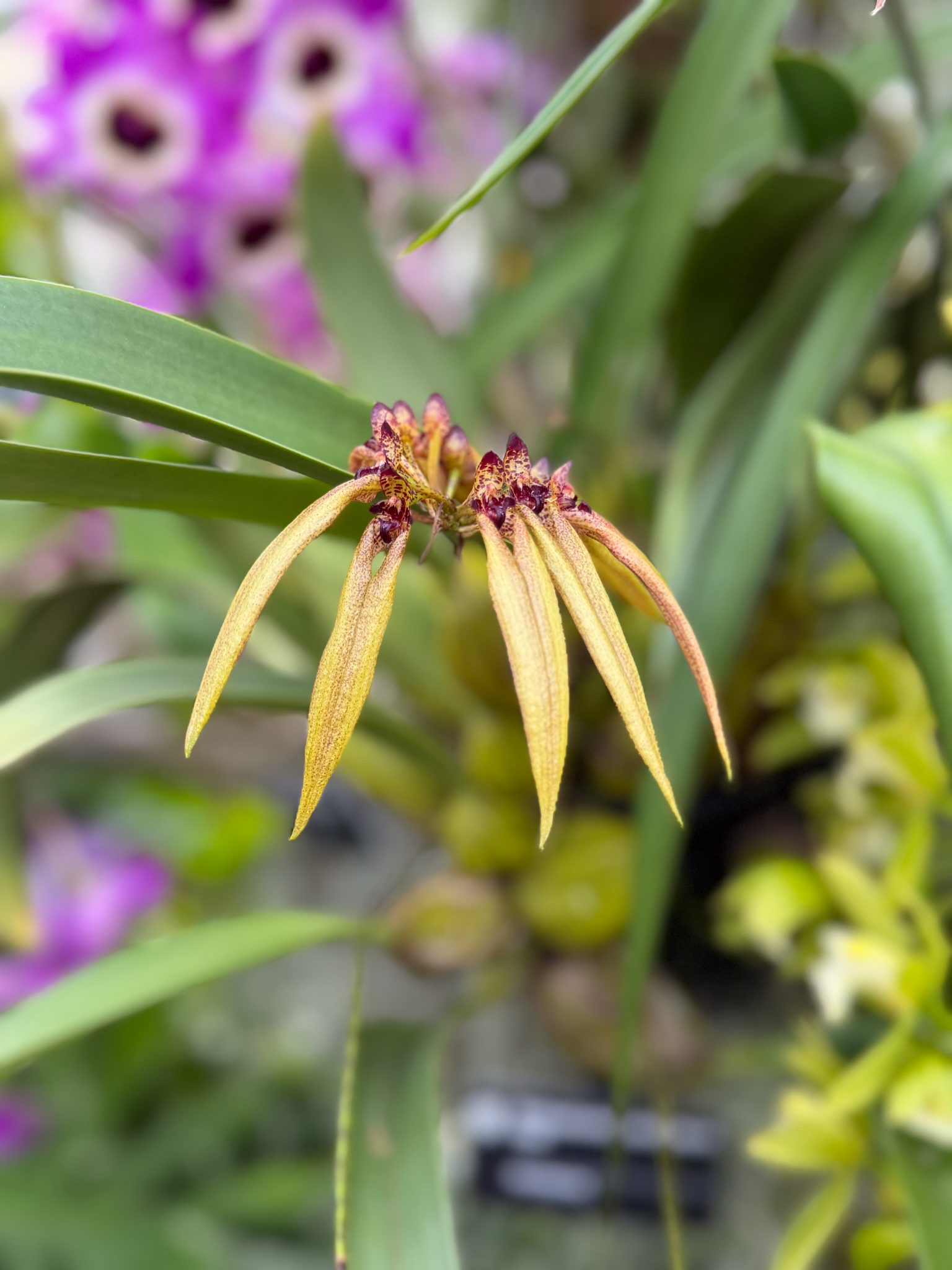 Photo 387 from 2026 Orchid Show
