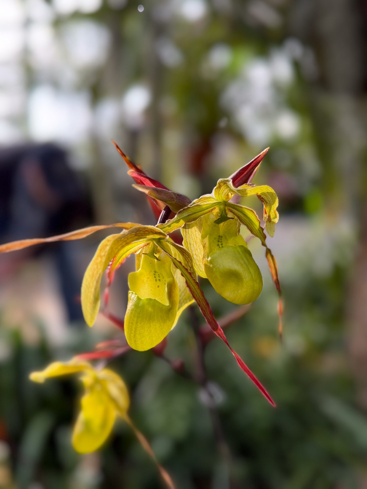 Photo 388 from 2026 Orchid Show