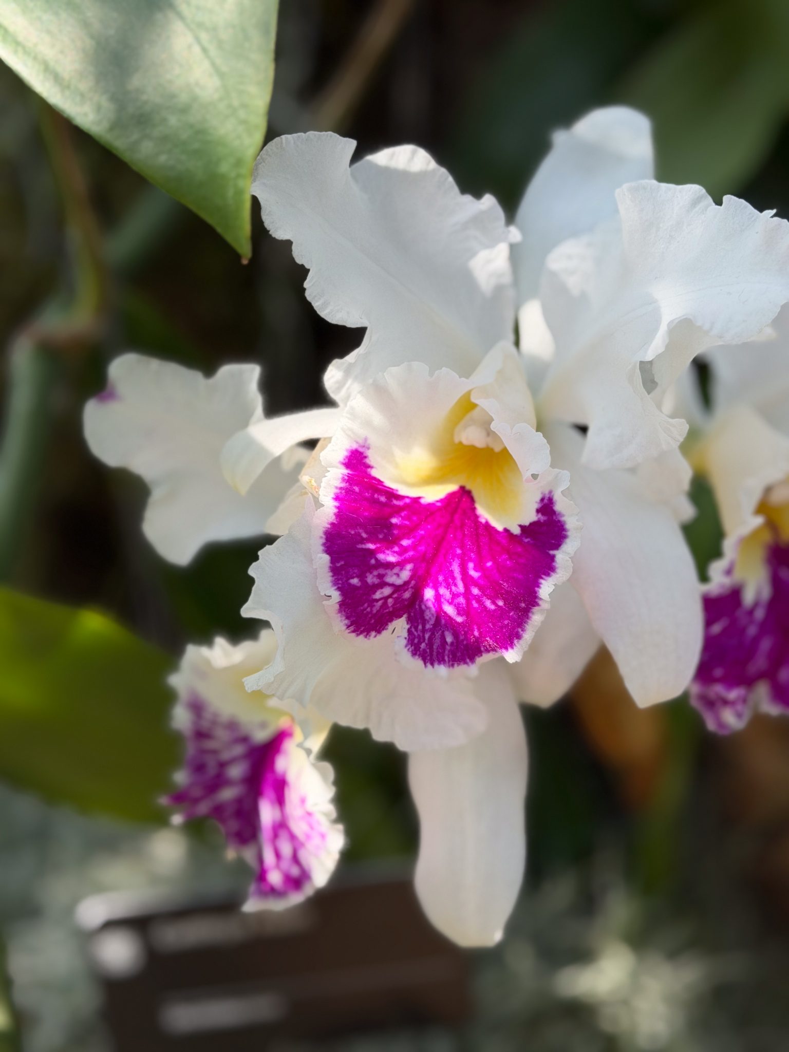 Photo 39 from 2026 Orchid Show