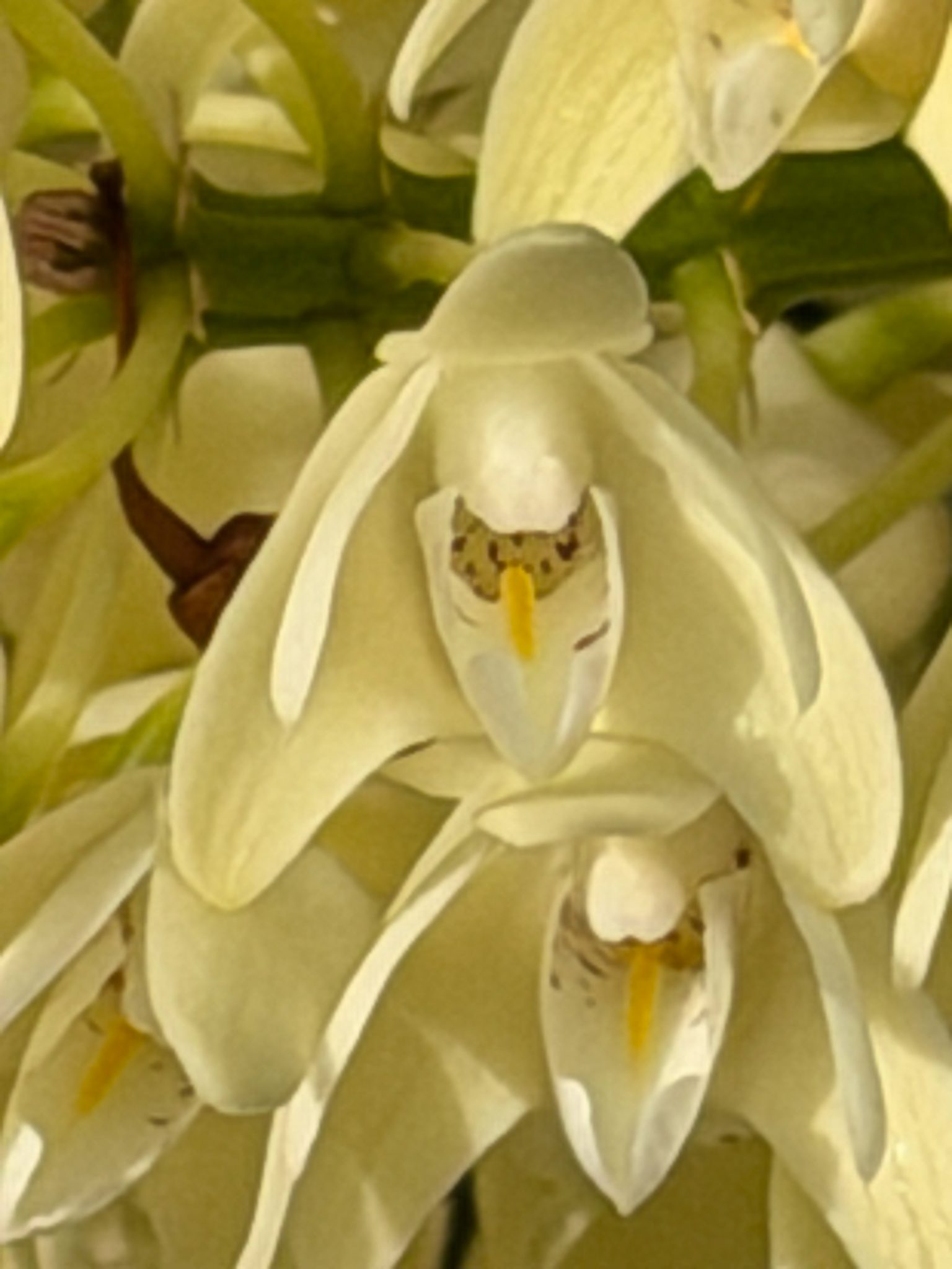 Photo 396 from 2026 Orchid Show