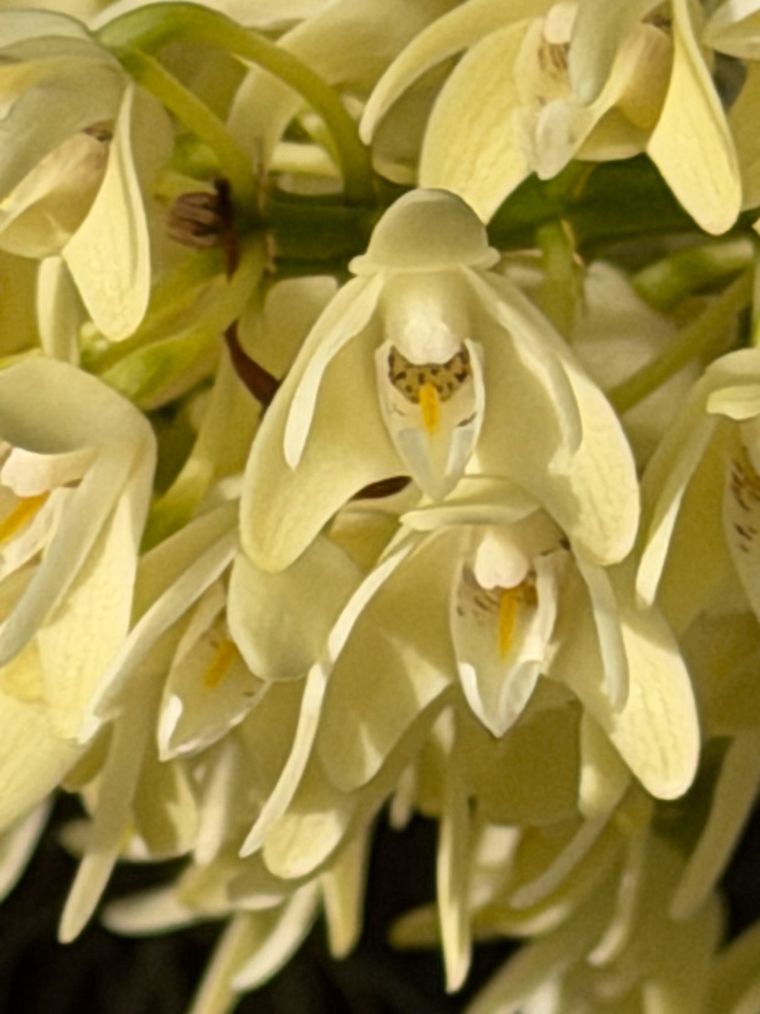 Photo 398 from 2026 Orchid Show