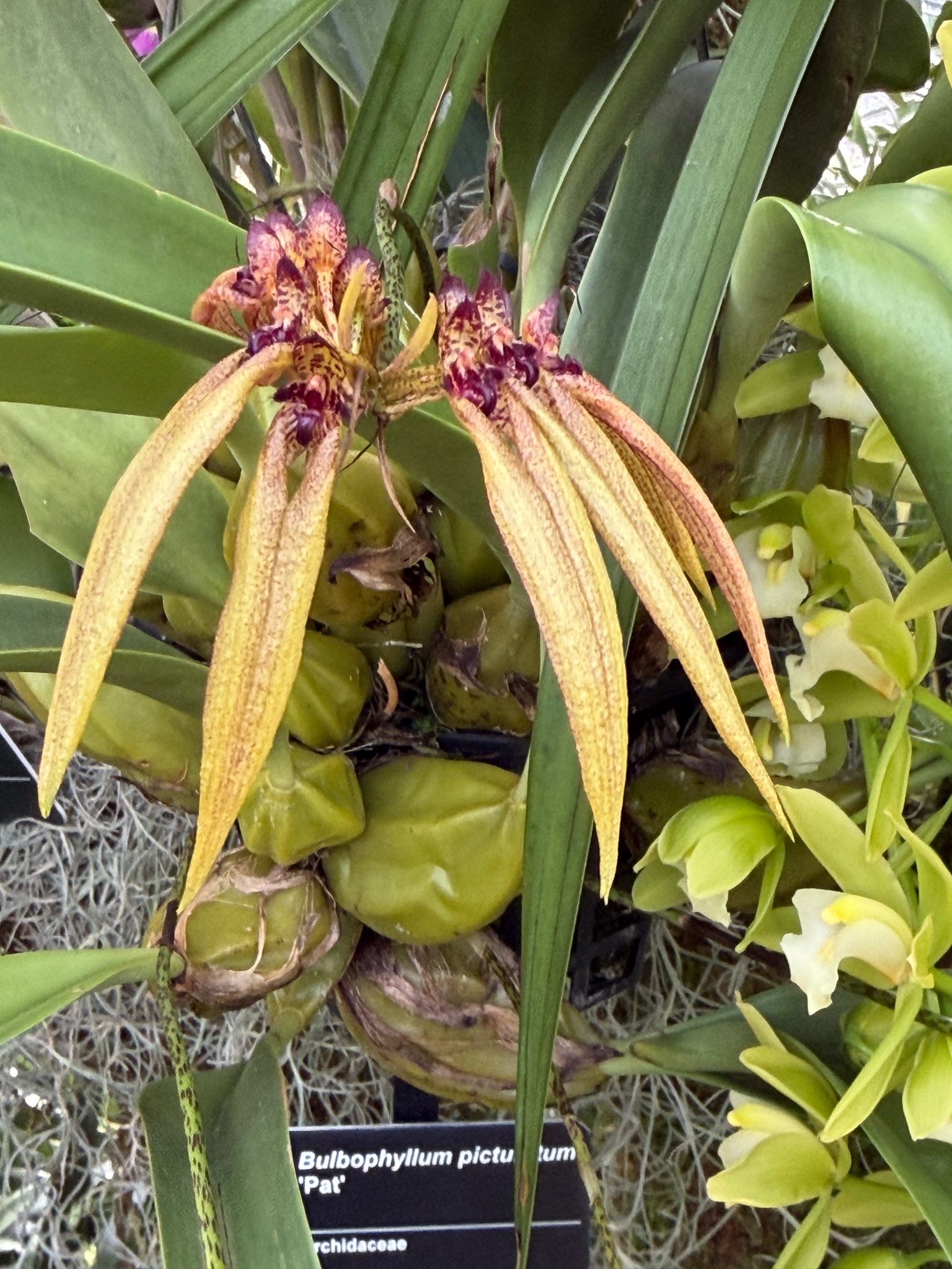 Photo 400 from 2026 Orchid Show