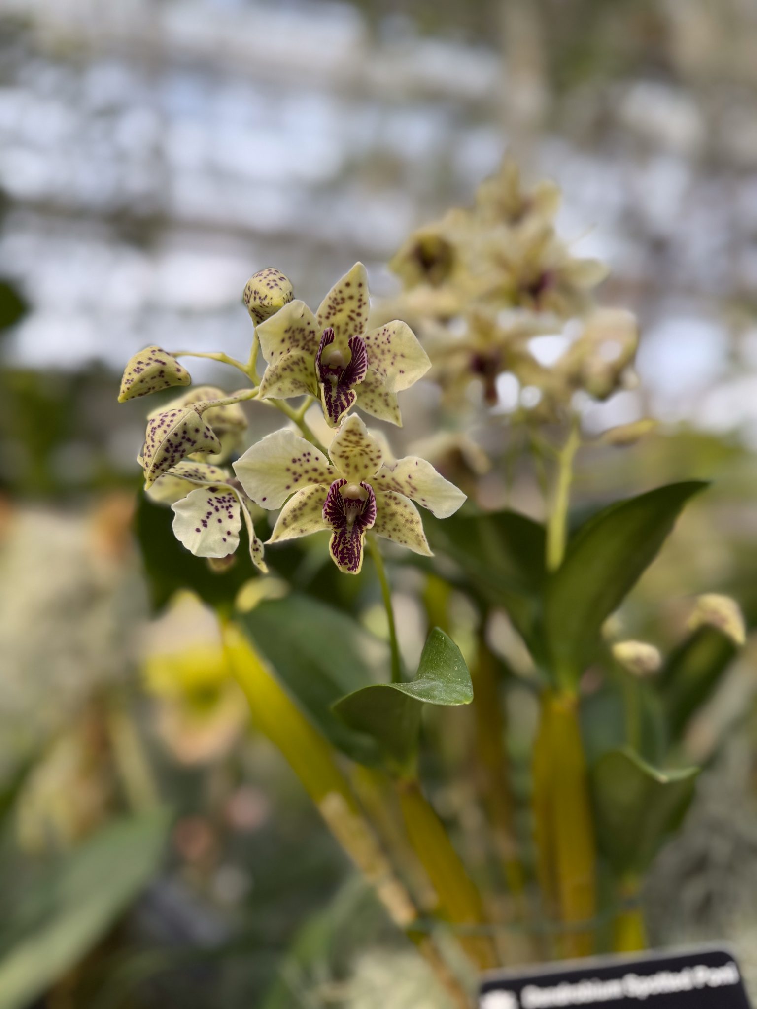 Photo 403 from 2026 Orchid Show