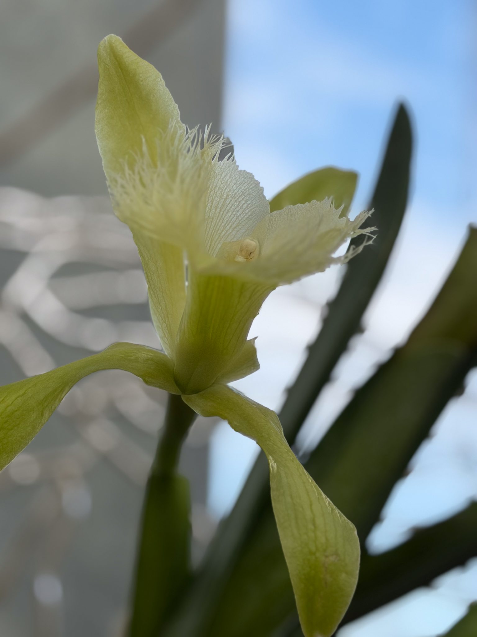 Photo 408 from 2026 Orchid Show