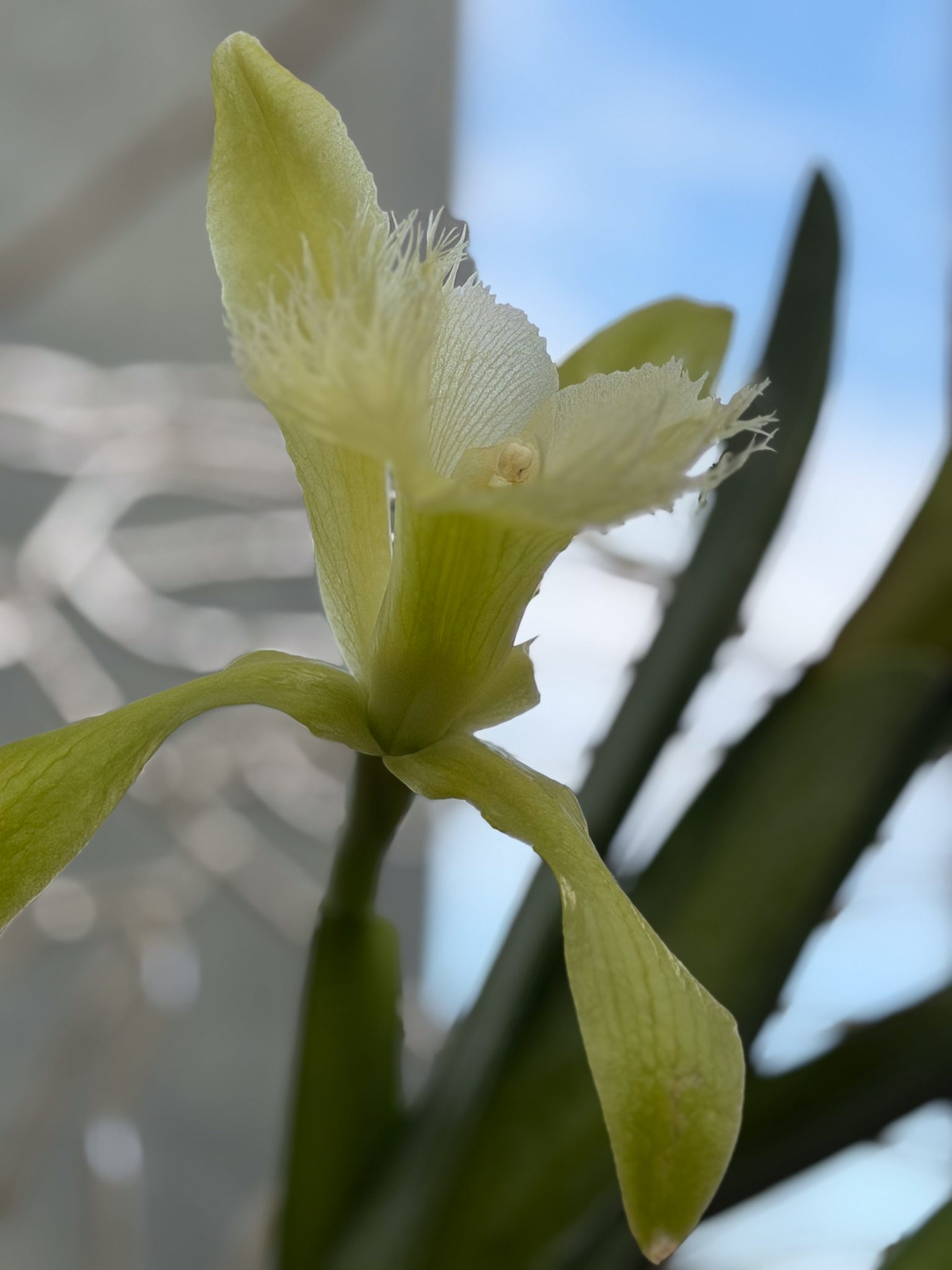 Photo 409 from 2026 Orchid Show