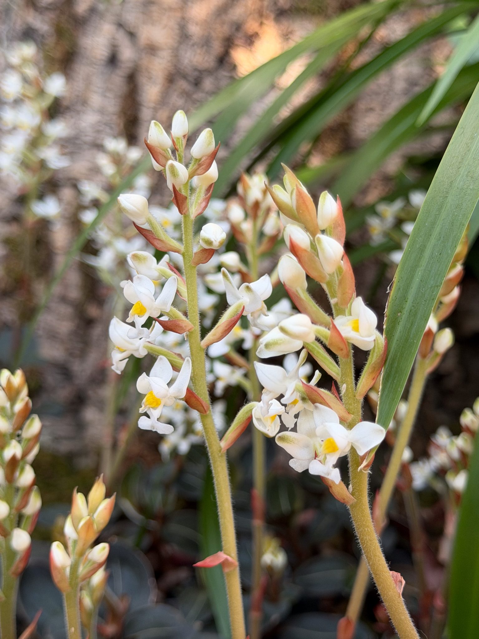 Photo 41 from 2026 Orchid Show