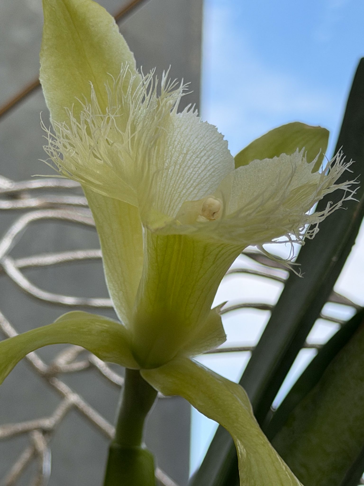 Photo 410 from 2026 Orchid Show
