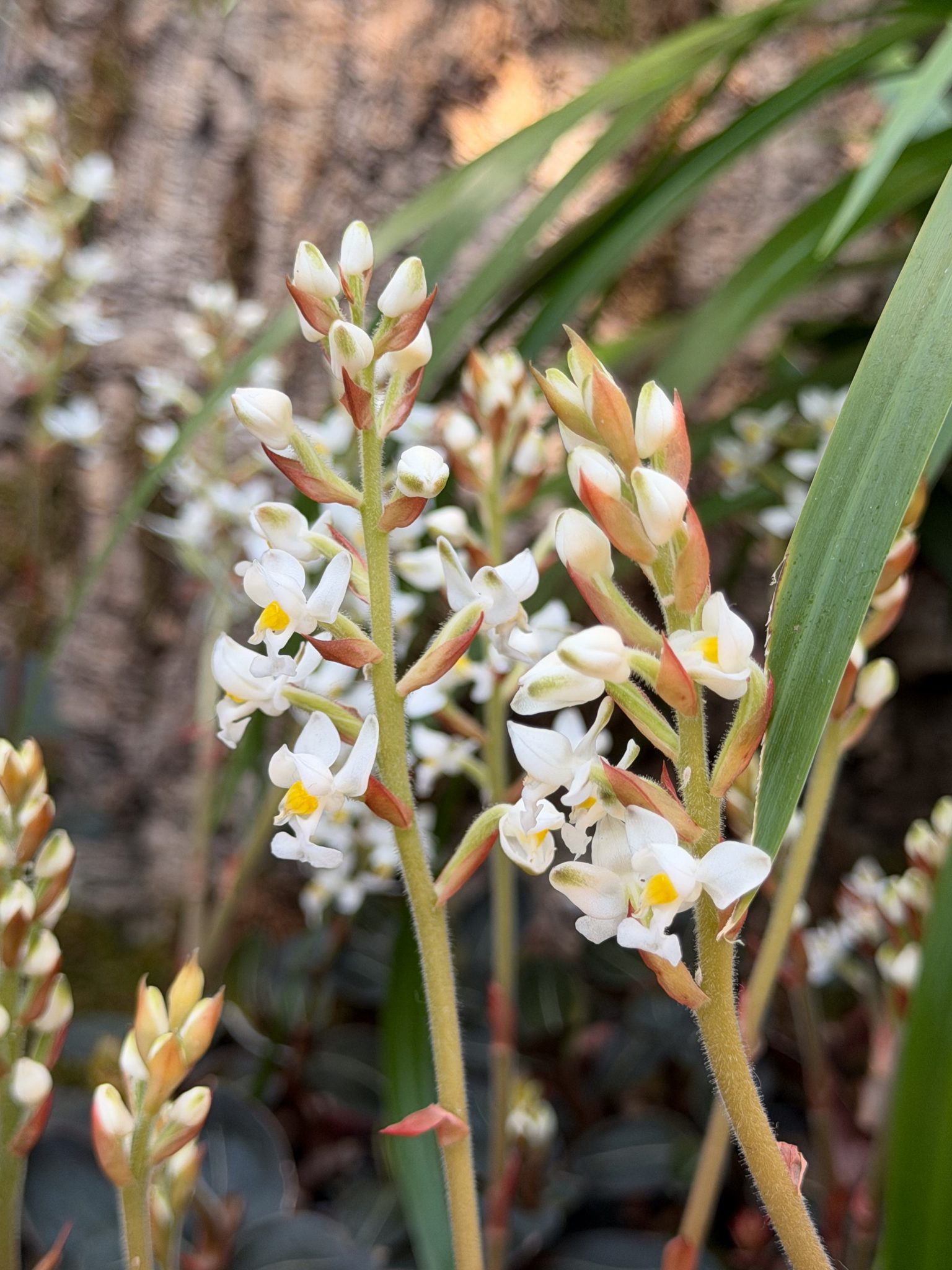 Photo 42 from 2026 Orchid Show