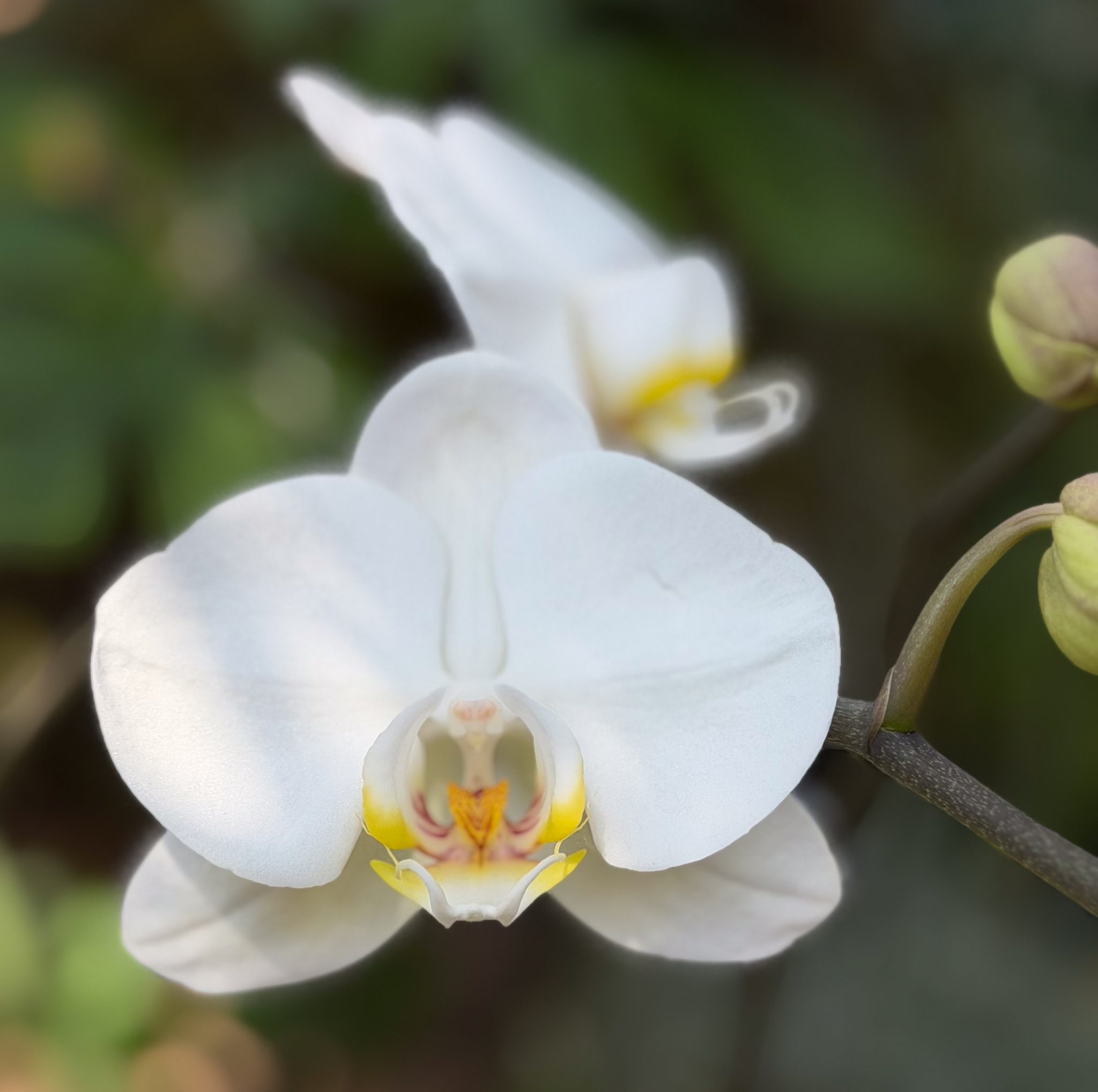 Photo 43 from 2026 Orchid Show
