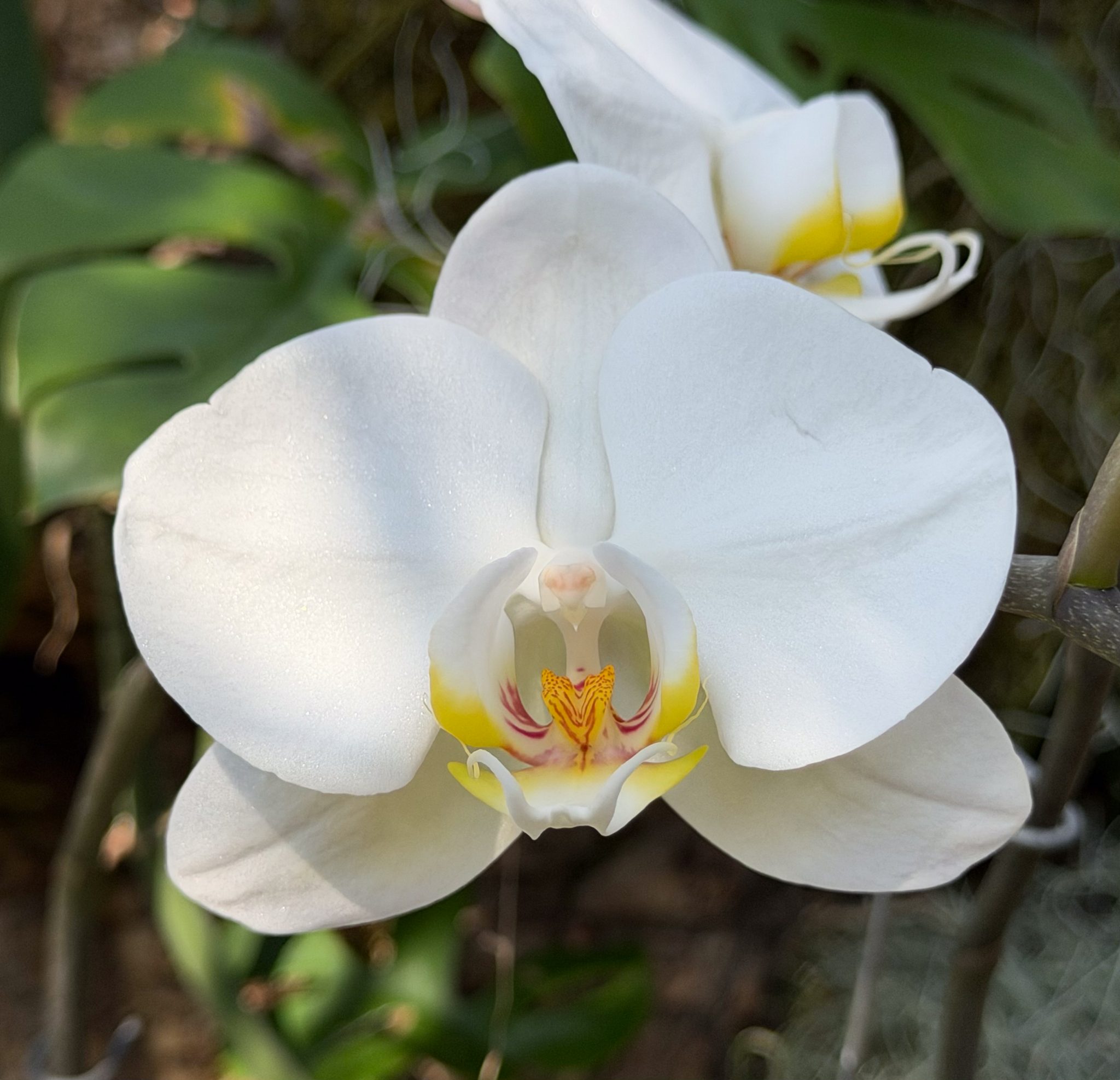 Photo 45 from 2026 Orchid Show