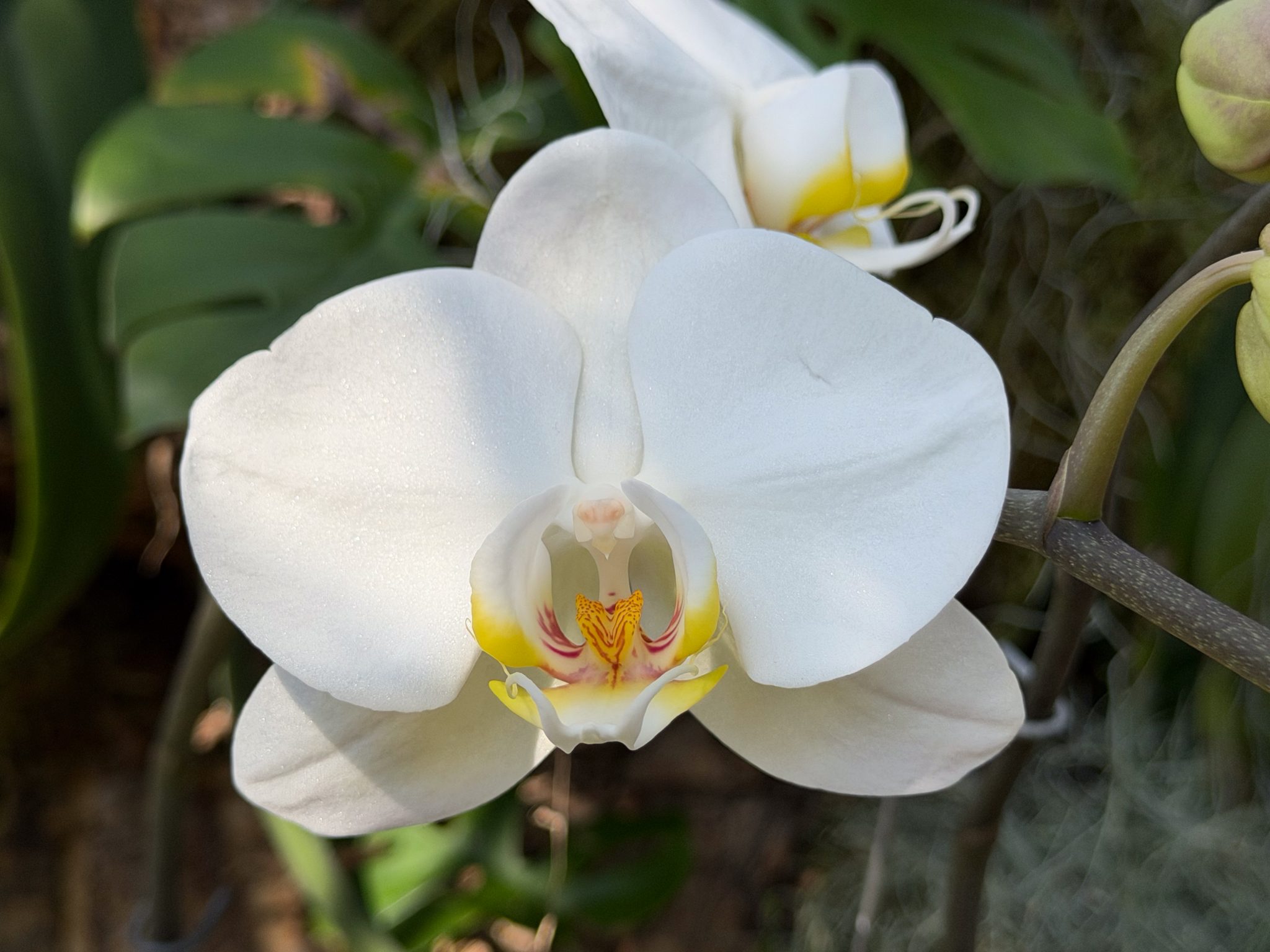 Photo 46 from 2026 Orchid Show