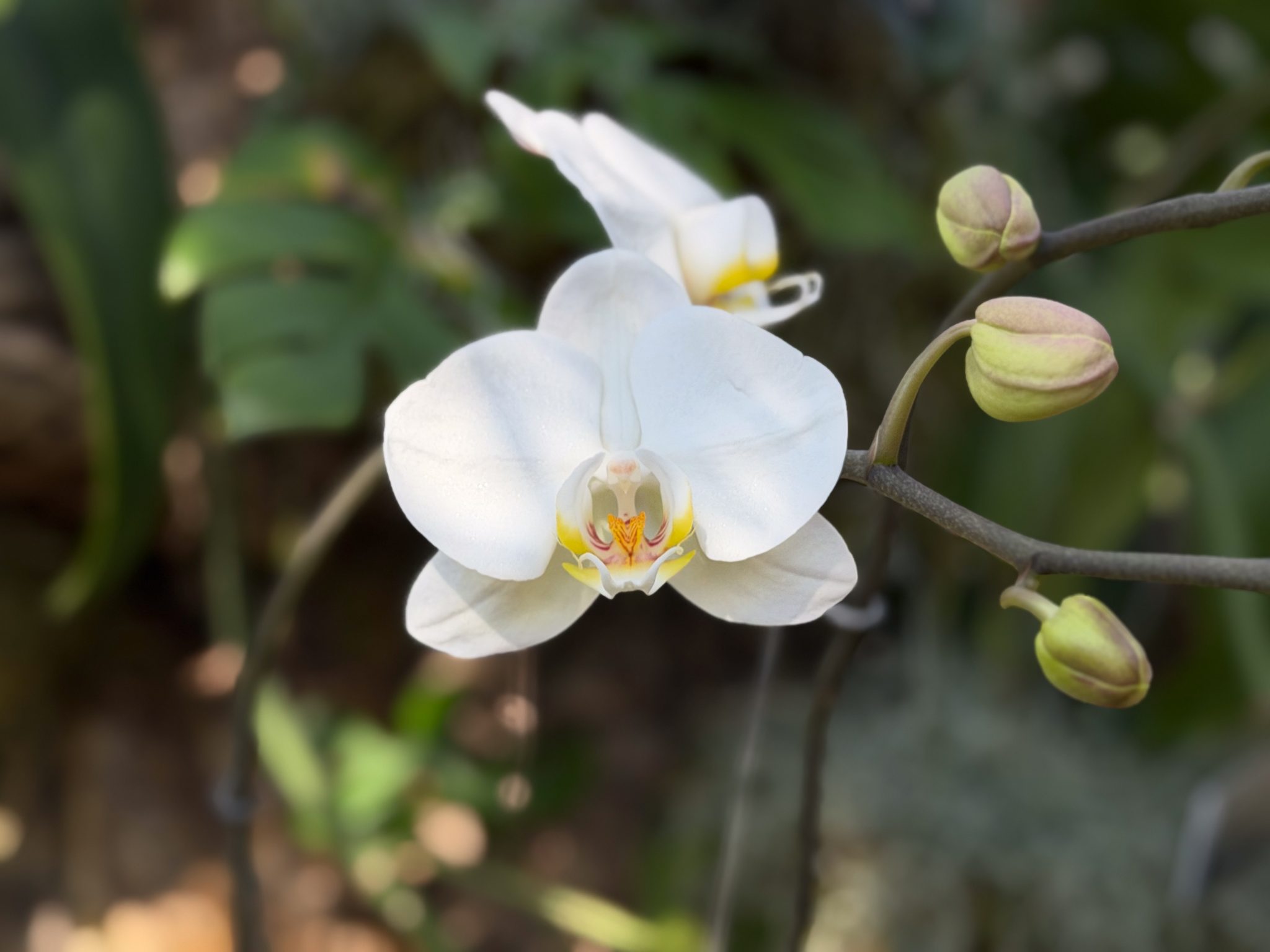 Photo 47 from 2026 Orchid Show