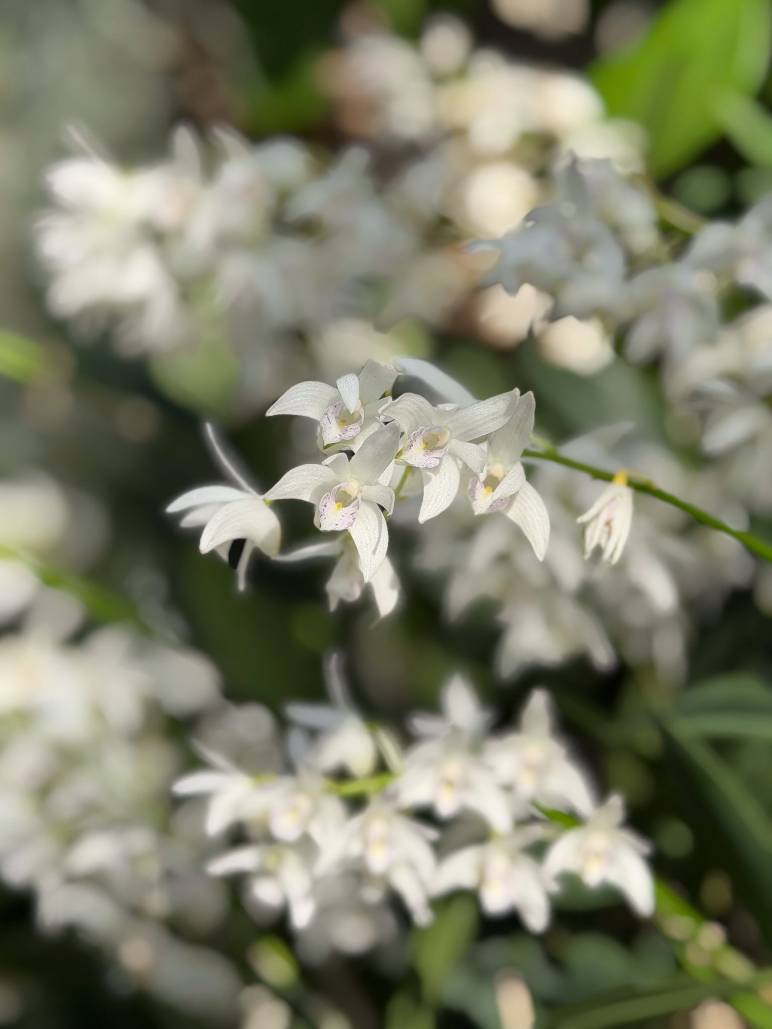 Photo 49 from 2026 Orchid Show