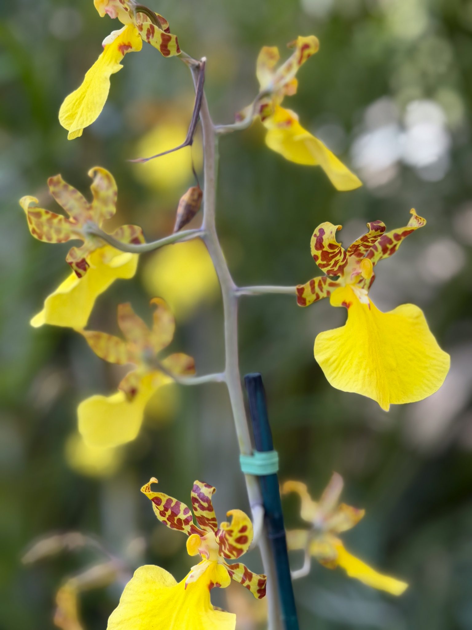 Photo 5 from 2026 Orchid Show