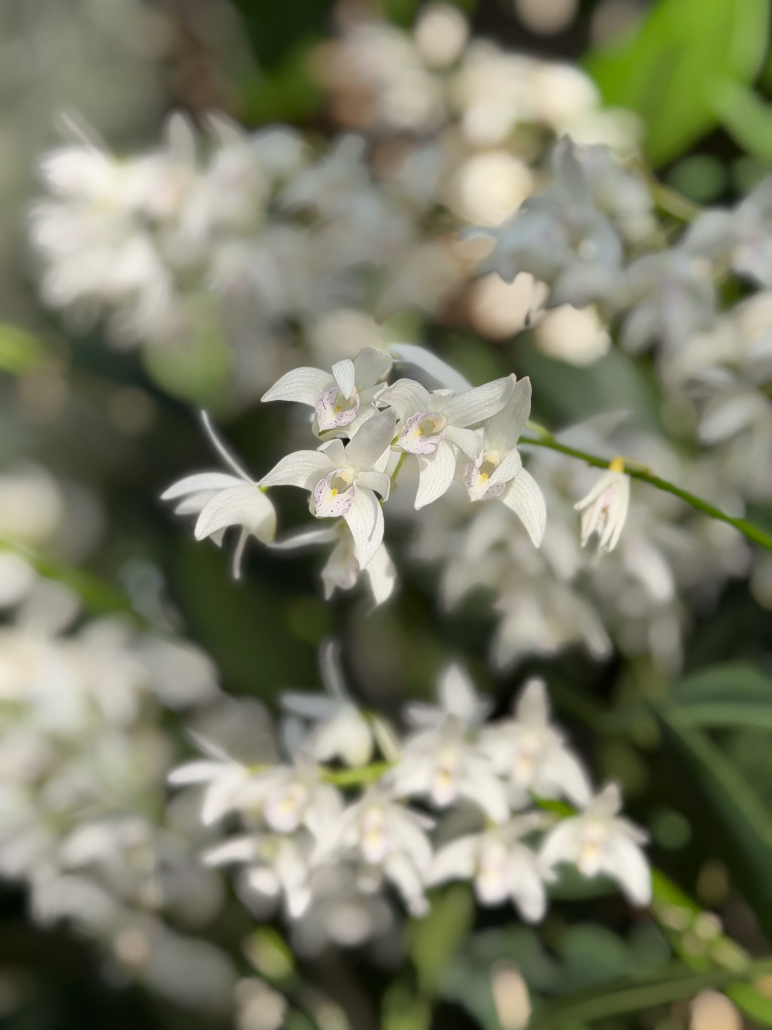 Photo 50 from 2026 Orchid Show