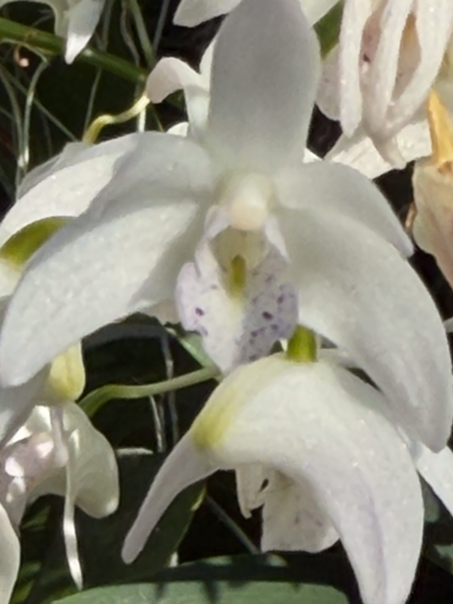 Photo 52 from 2026 Orchid Show