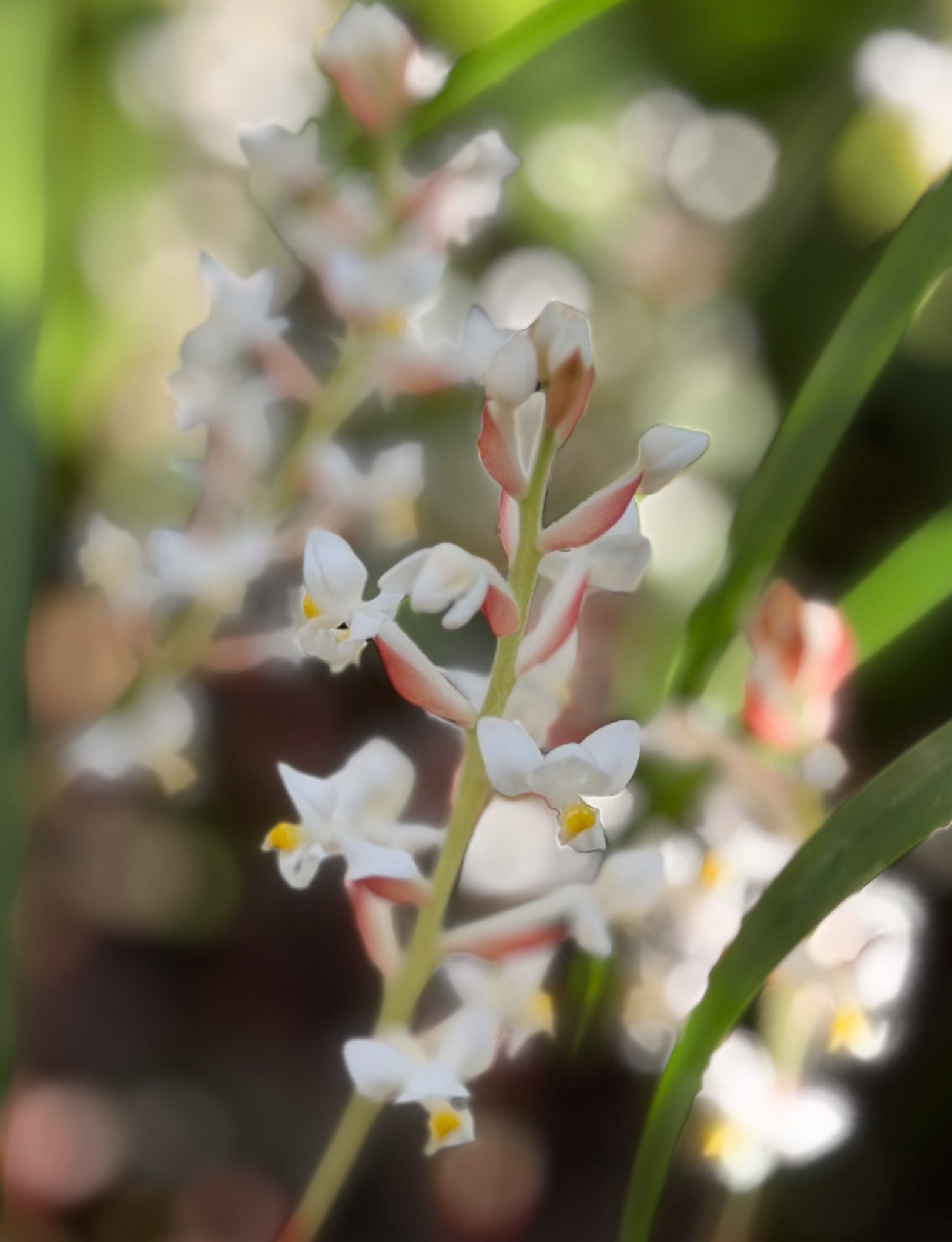 Photo 55 from 2026 Orchid Show