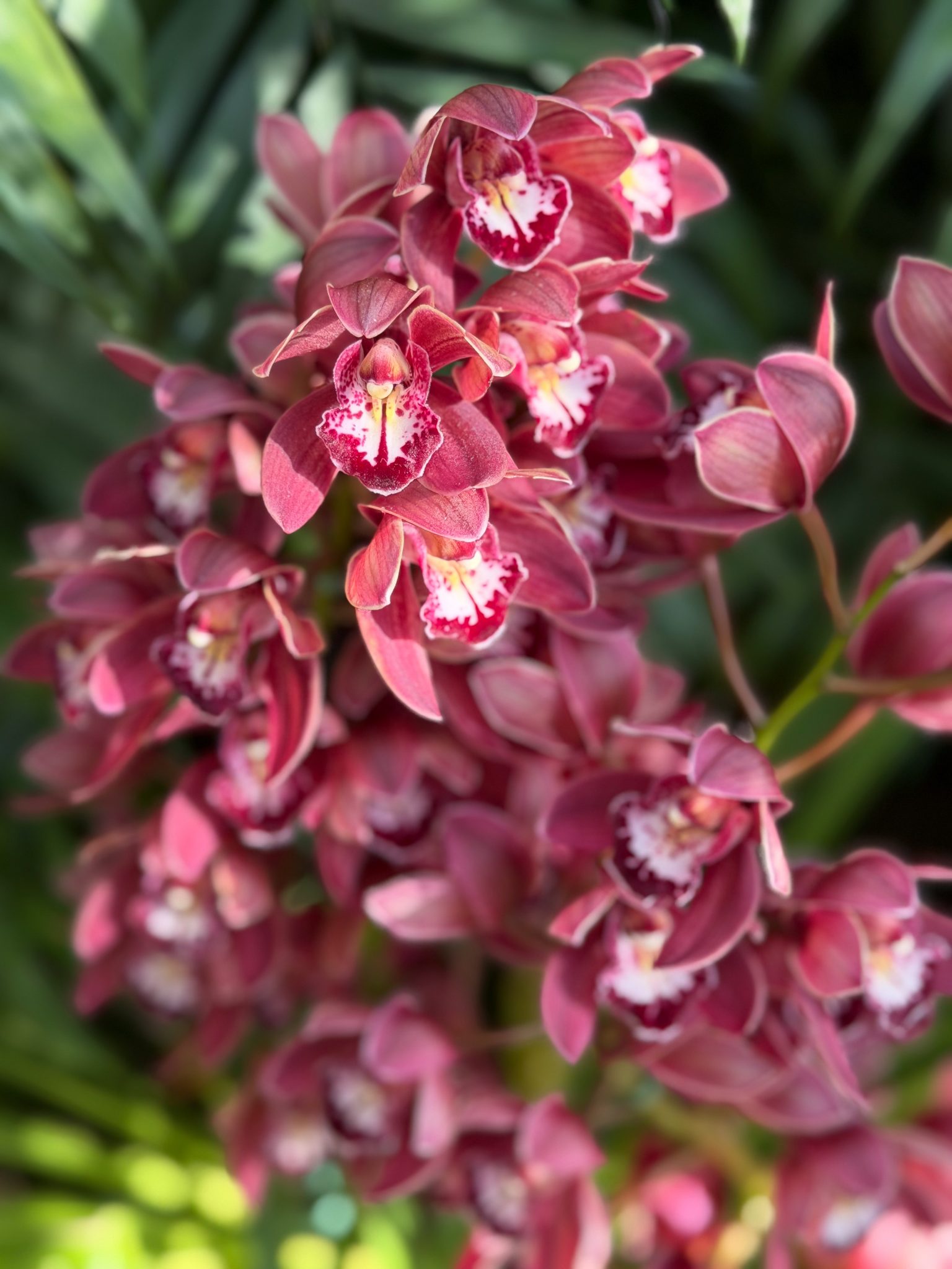 Photo 57 from 2026 Orchid Show