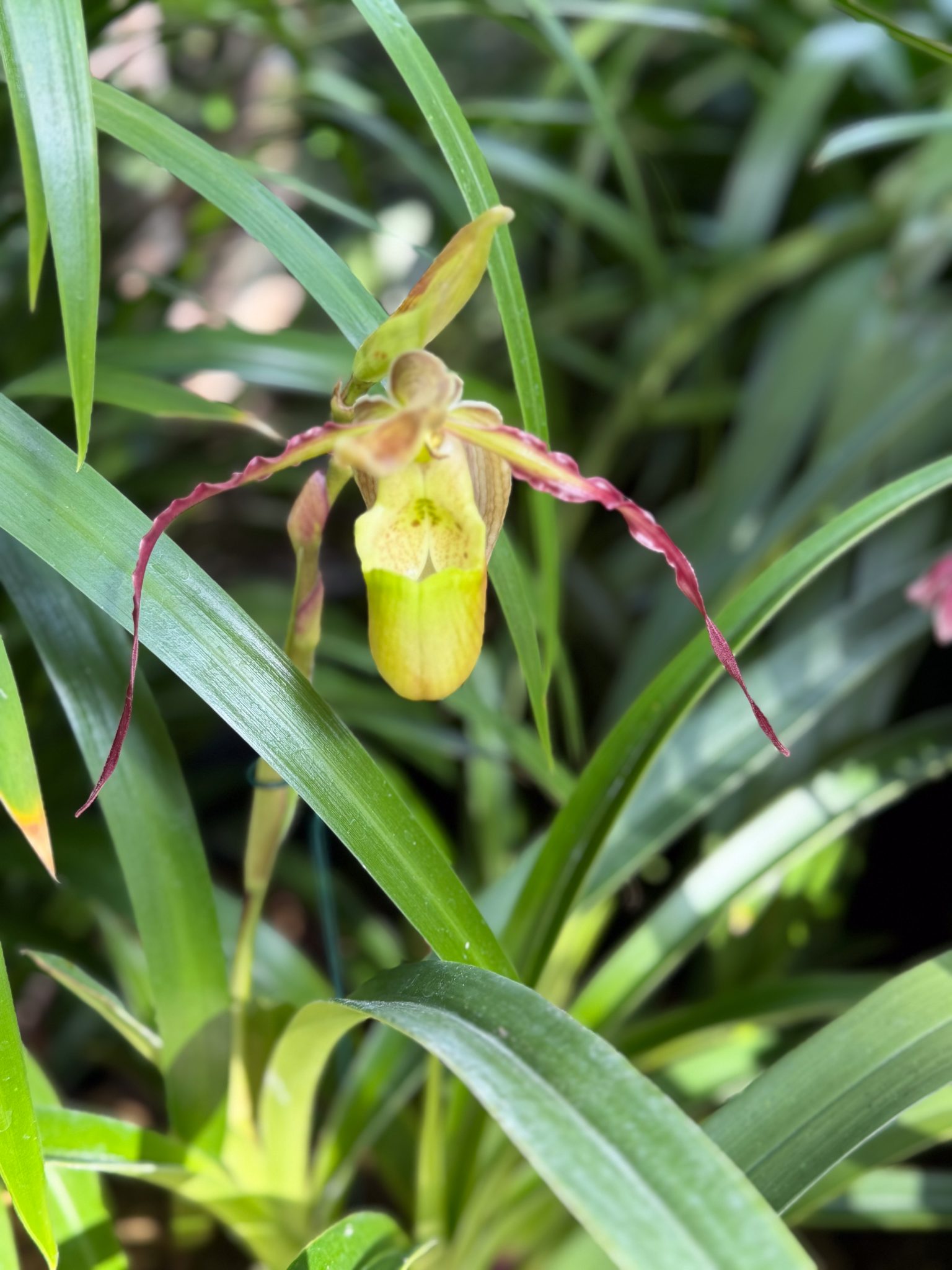 Photo 59 from 2026 Orchid Show