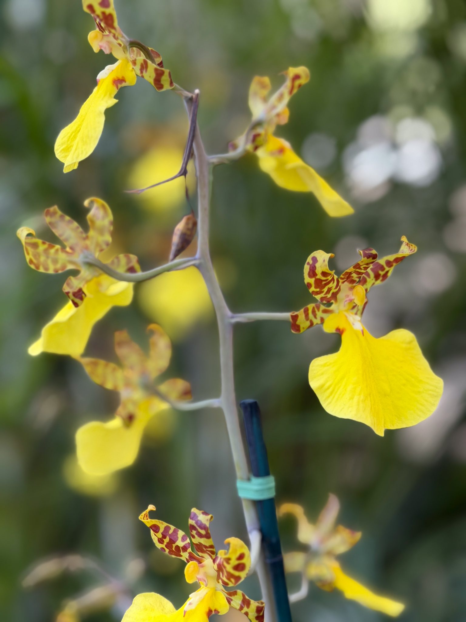 Photo 6 from 2026 Orchid Show