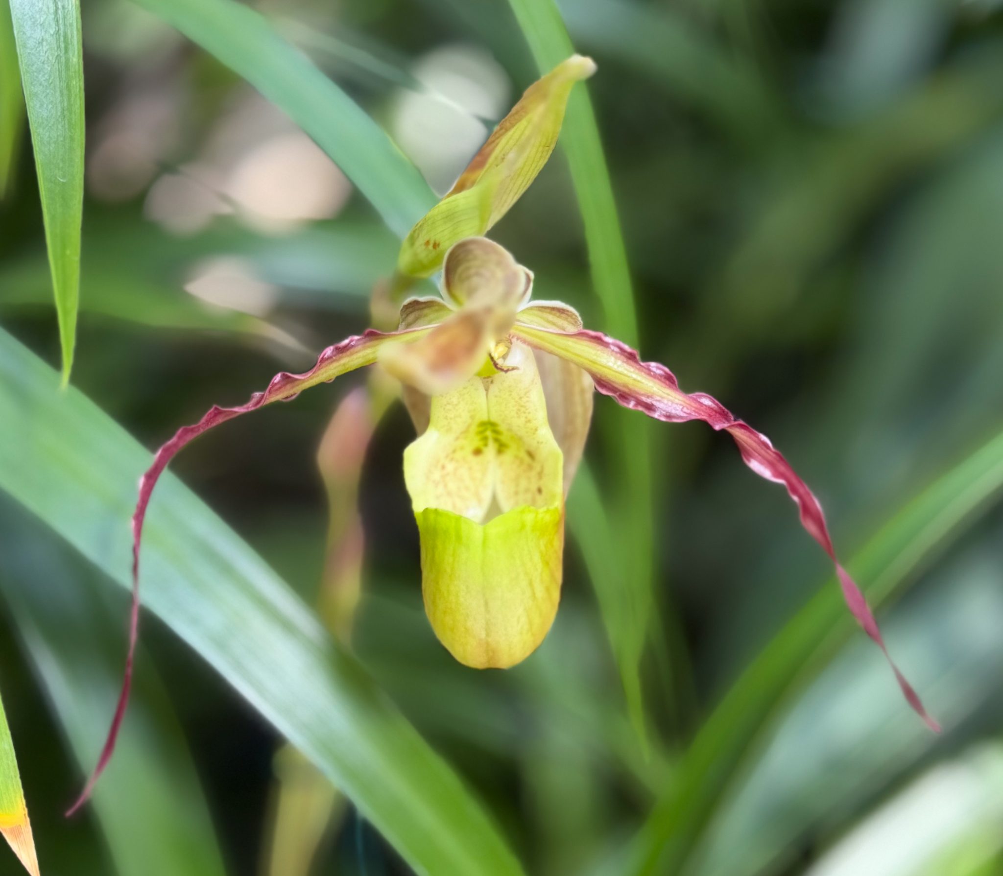 Photo 61 from 2026 Orchid Show