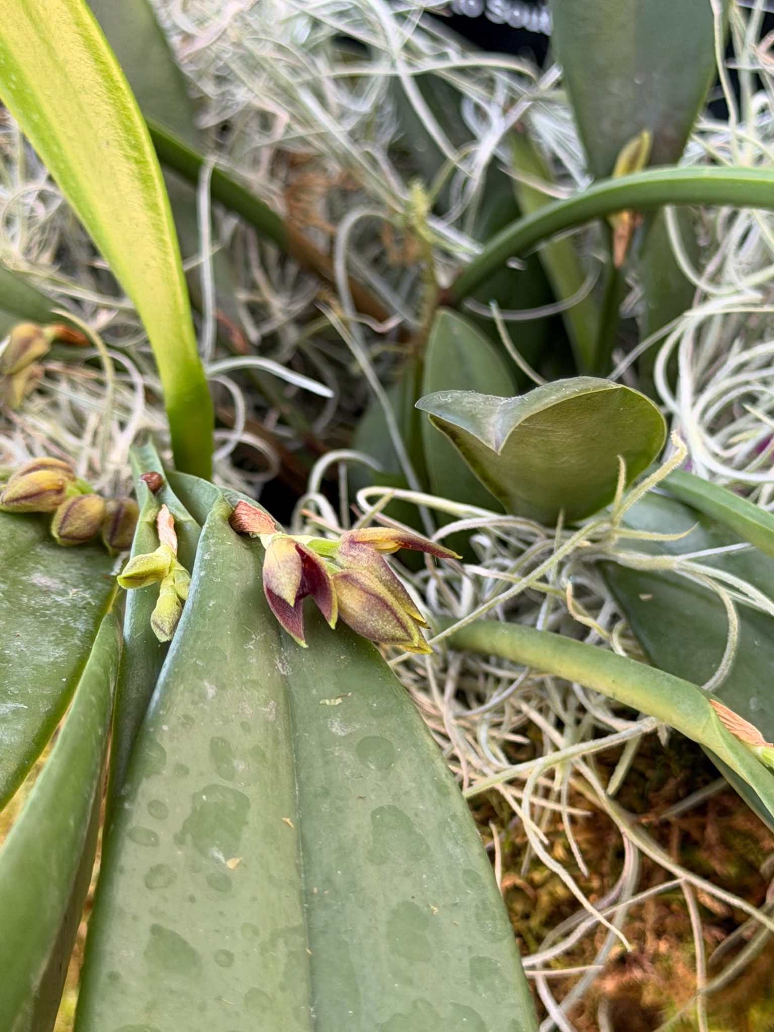 Photo 63 from 2026 Orchid Show