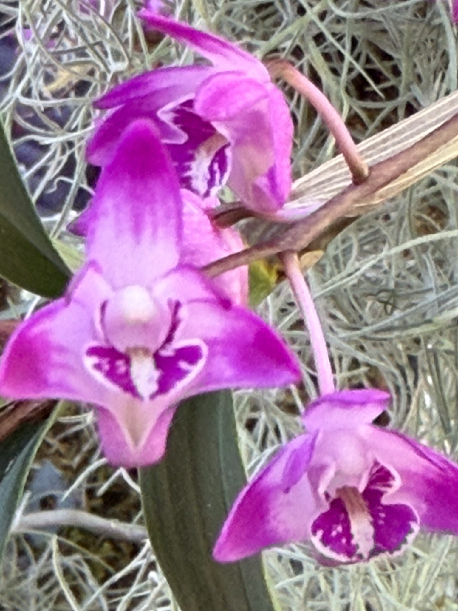 Photo 67 from 2026 Orchid Show