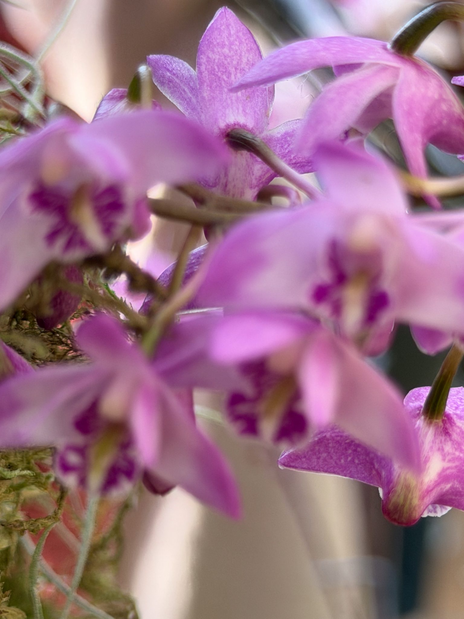 Photo 69 from 2026 Orchid Show