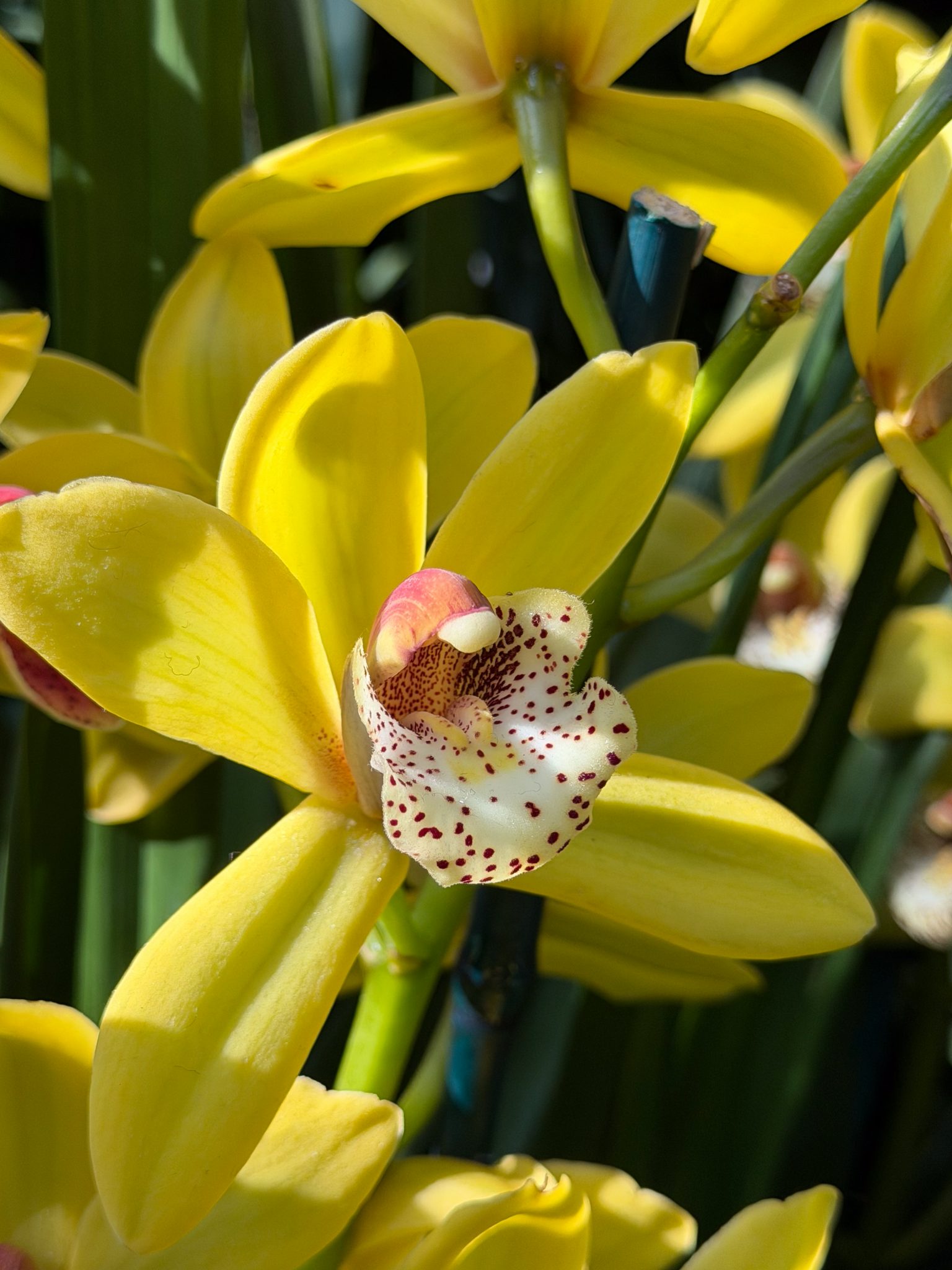 Photo 7 from 2026 Orchid Show