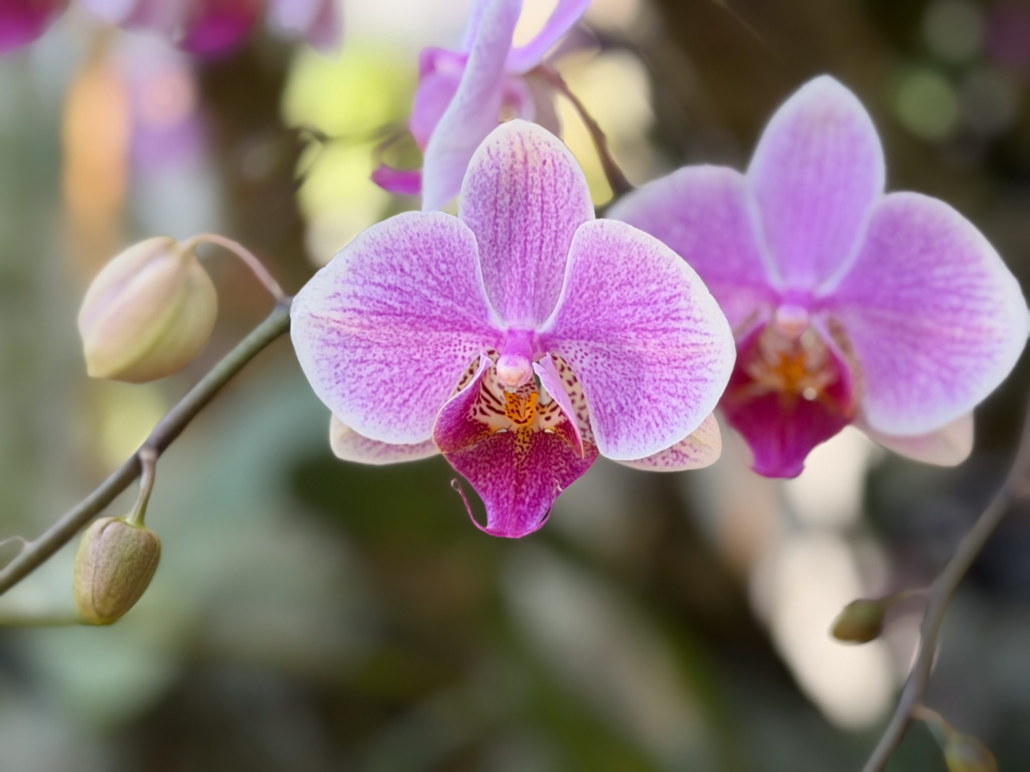 Photo 72 from 2026 Orchid Show