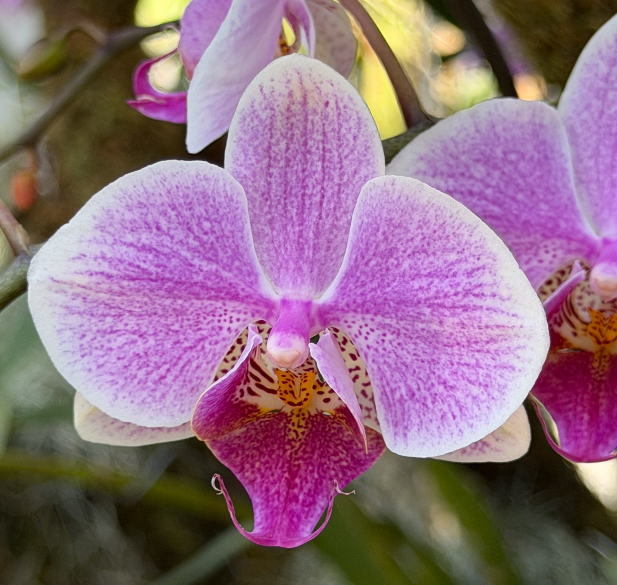 Photo 74 from 2026 Orchid Show