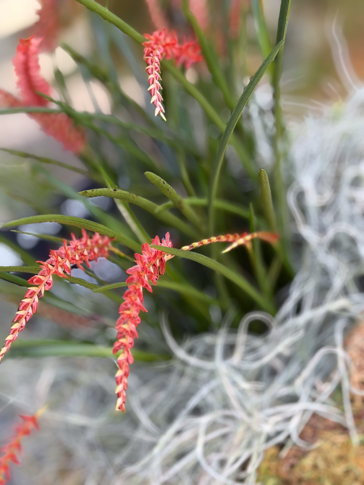 Photo 77 from 2026 Orchid Show