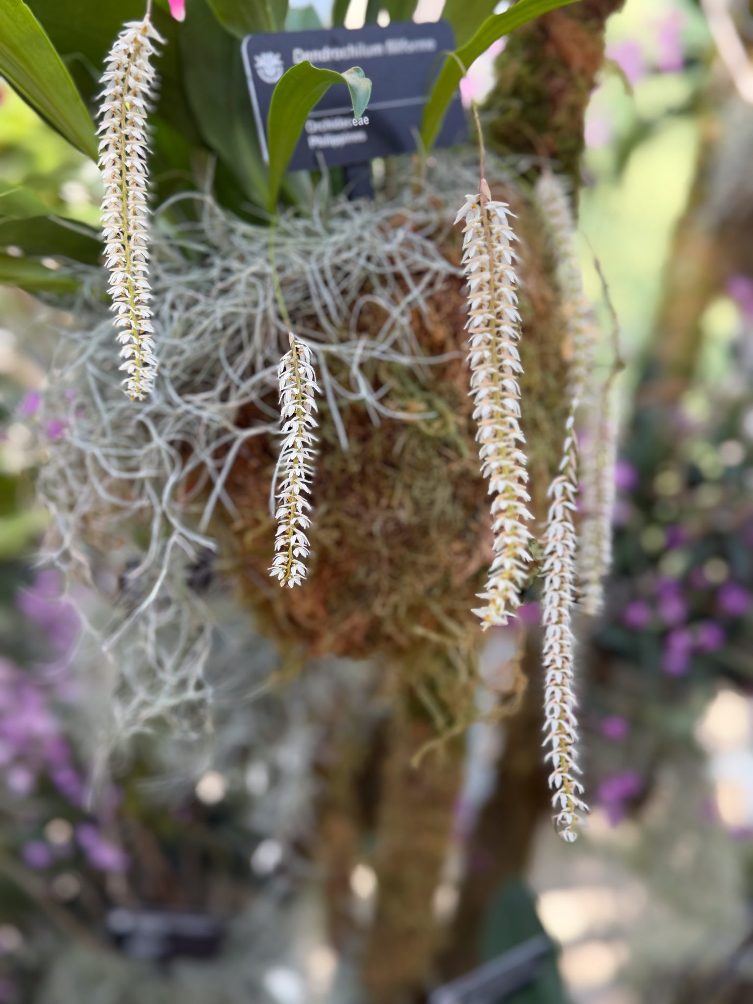 Photo 78 from 2026 Orchid Show