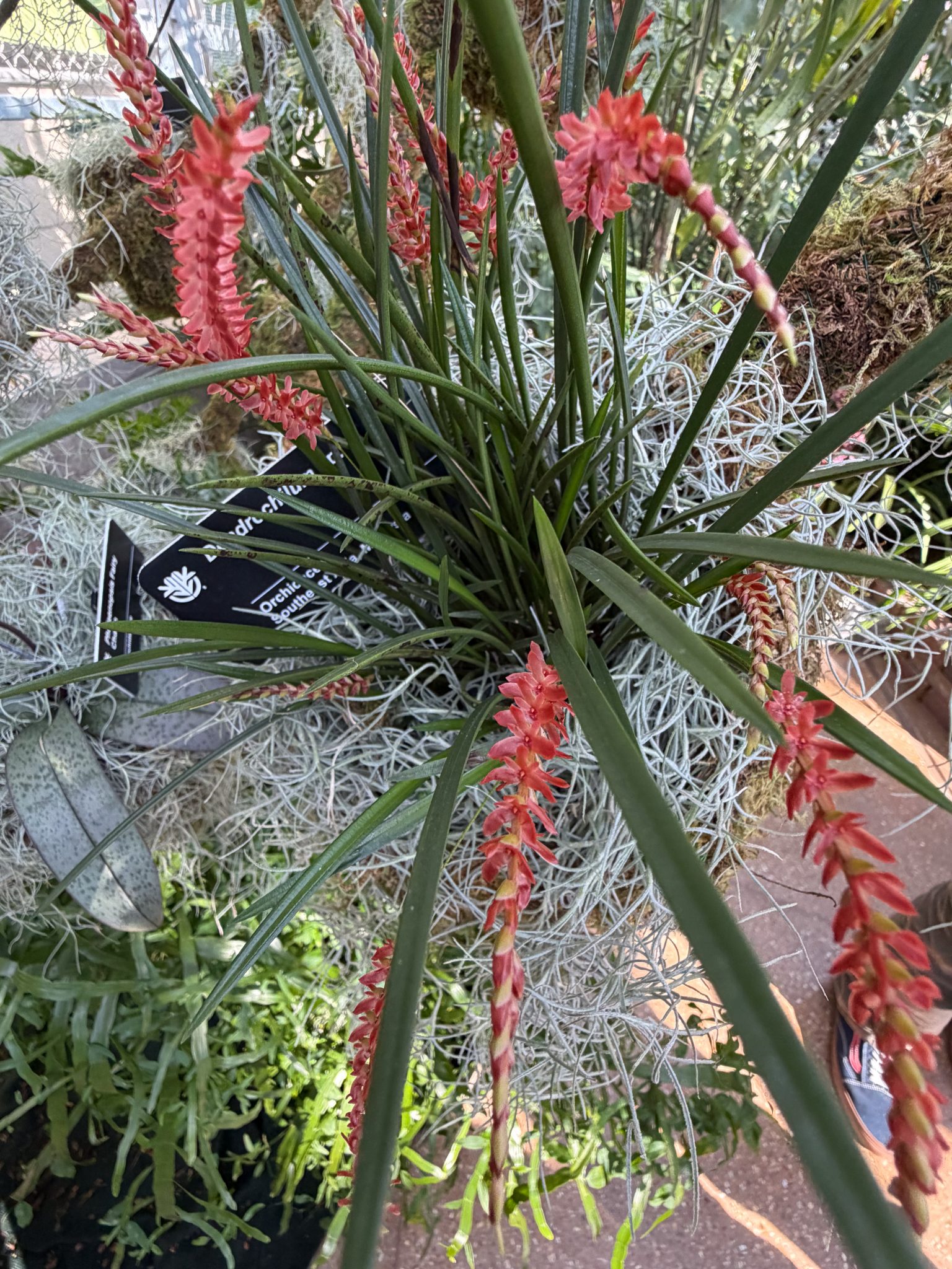 Photo 79 from 2026 Orchid Show