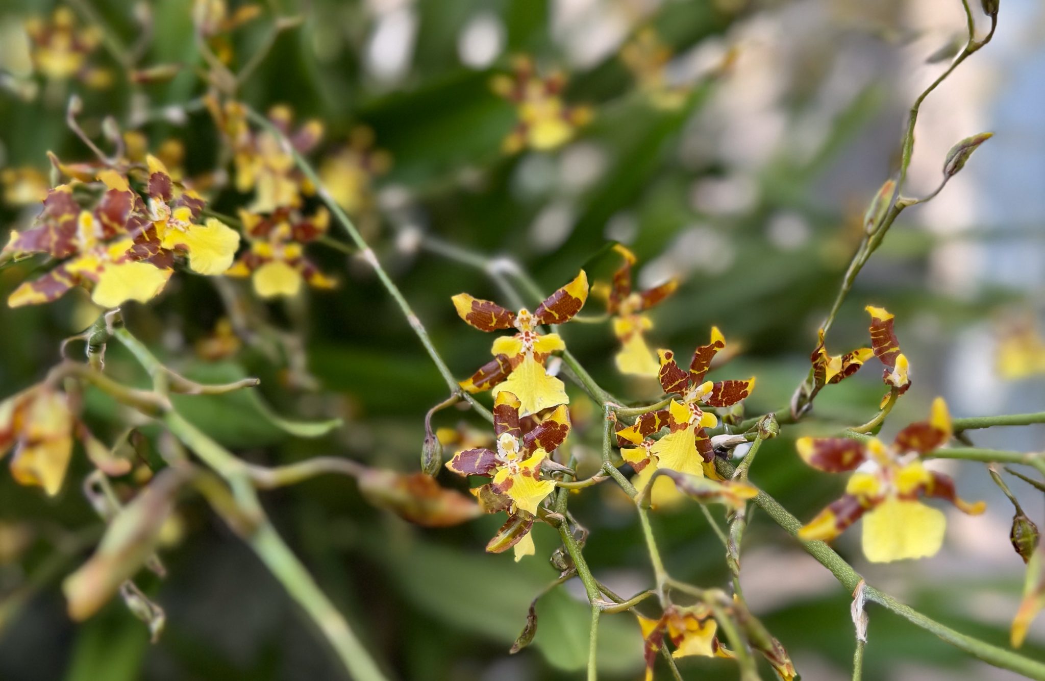 Photo 88 from 2026 Orchid Show