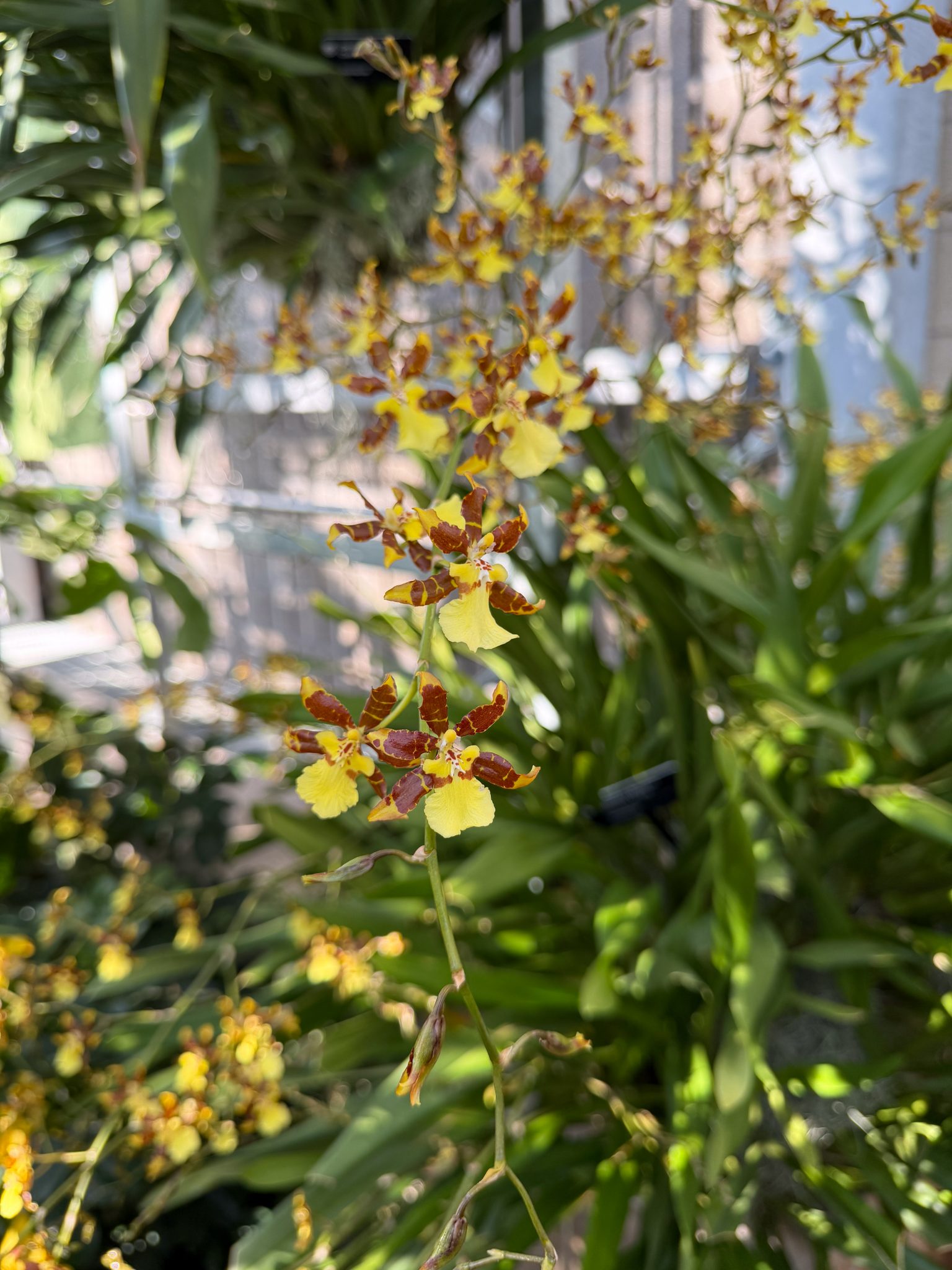 Photo 94 from 2026 Orchid Show