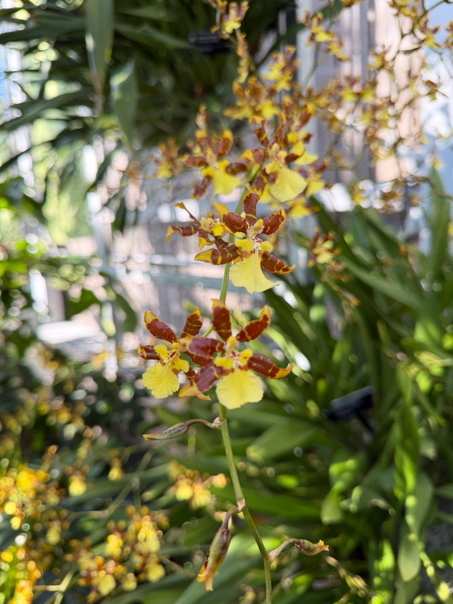 Photo 95 from 2026 Orchid Show