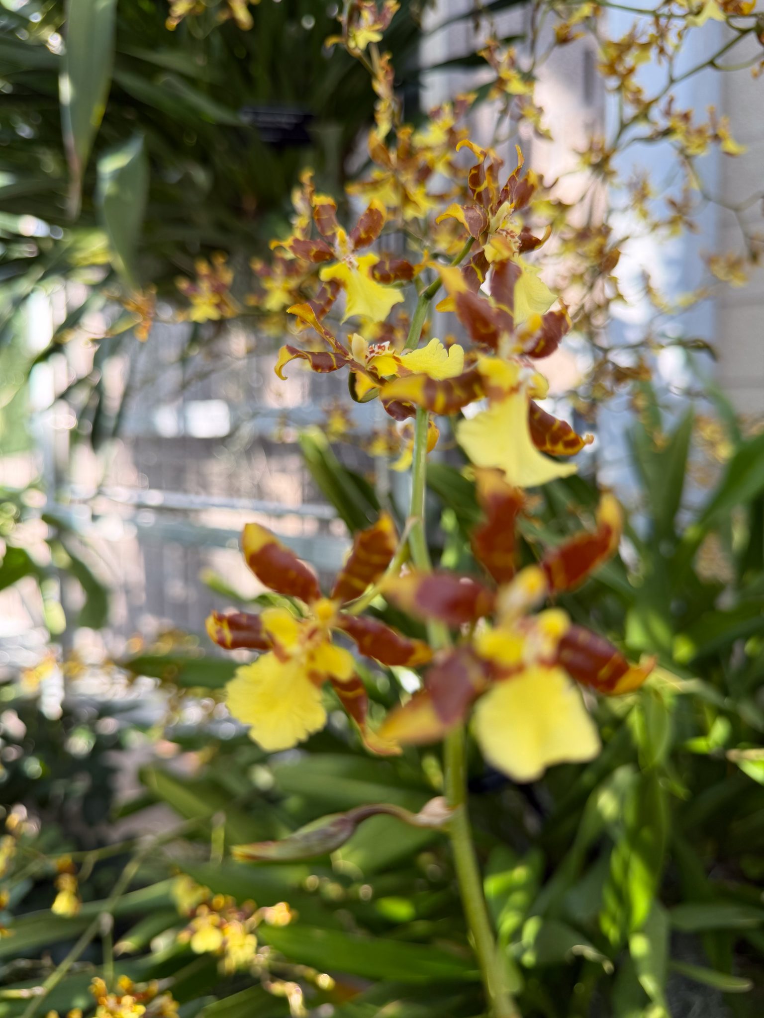 Photo 97 from 2026 Orchid Show