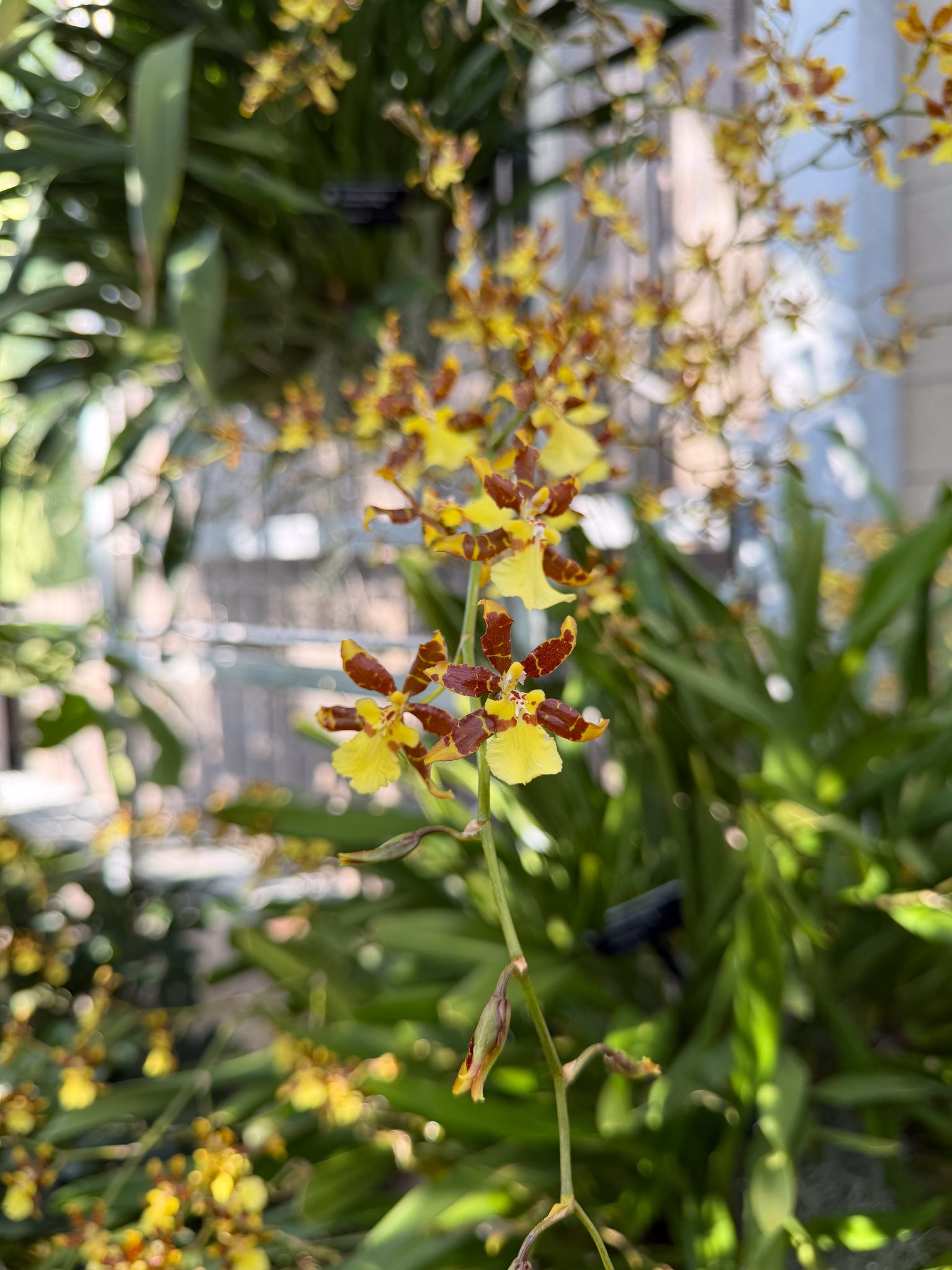 Photo 98 from 2026 Orchid Show